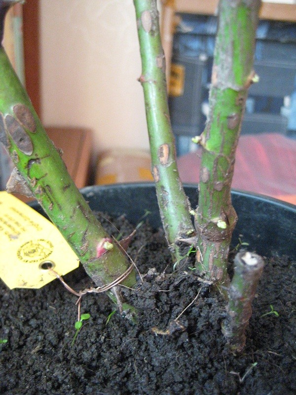 Личный опыт: Скорая помощь для роз