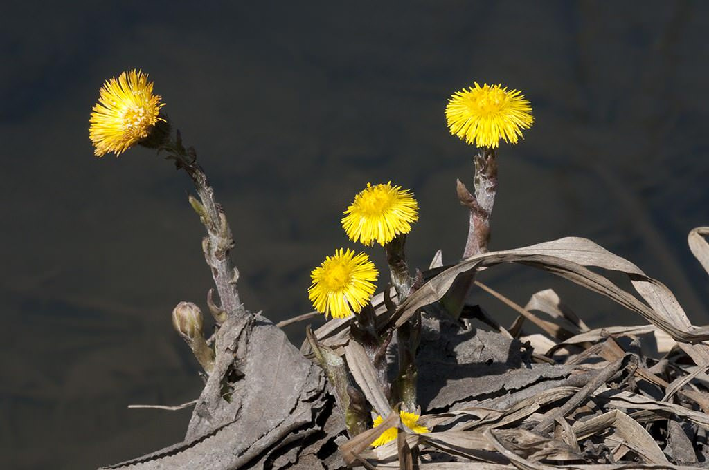 Как правильно: Делать зеленые смузи