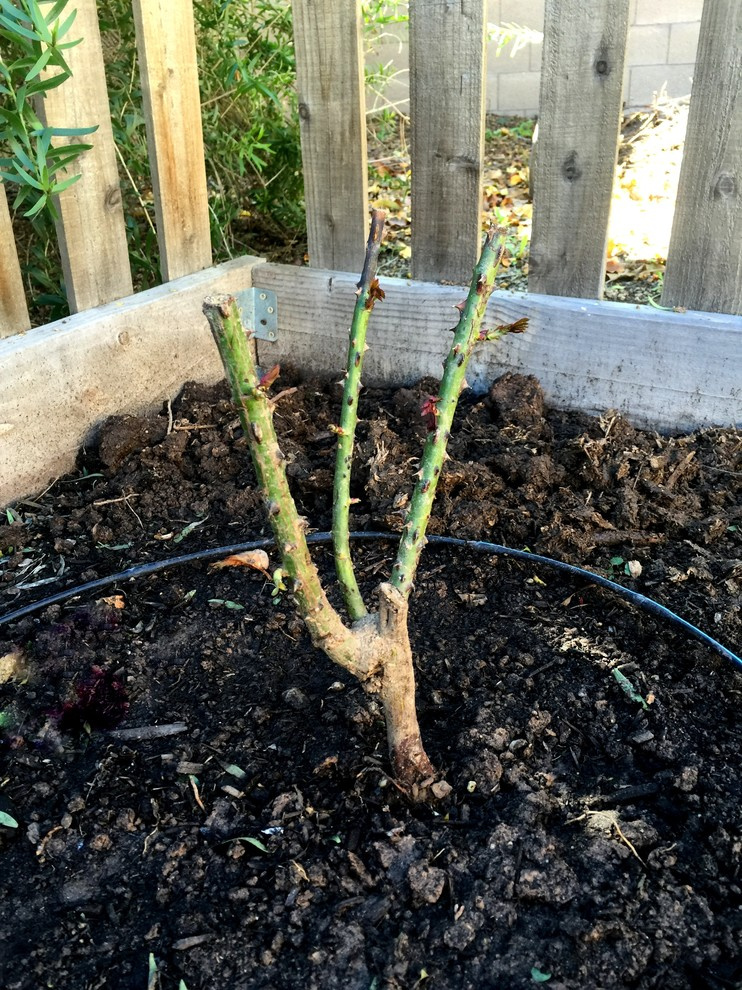 Как правильно: Обрезать садовые розы