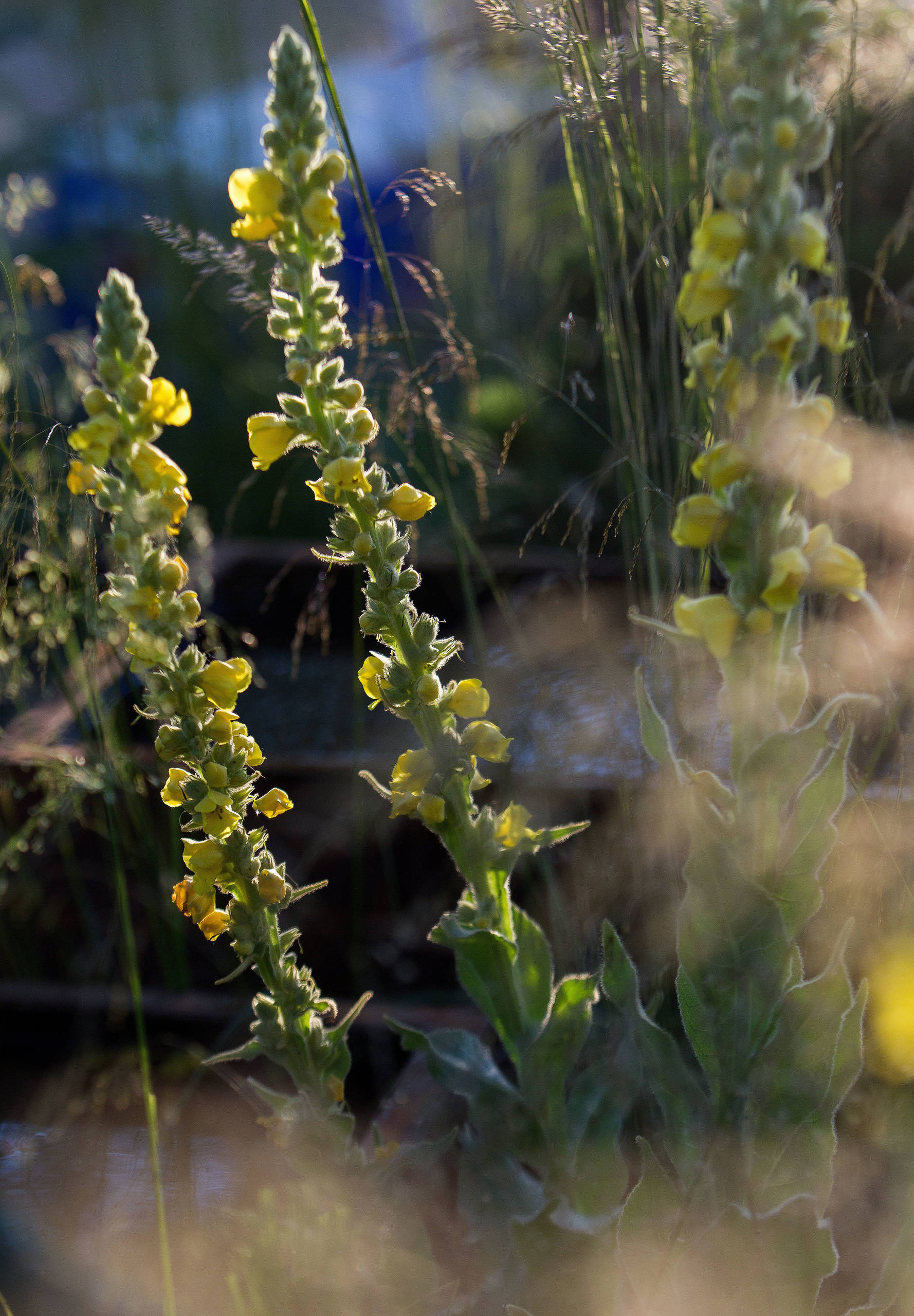 Проект недели: Английский сад о звуке, удивившем мир садоводства
