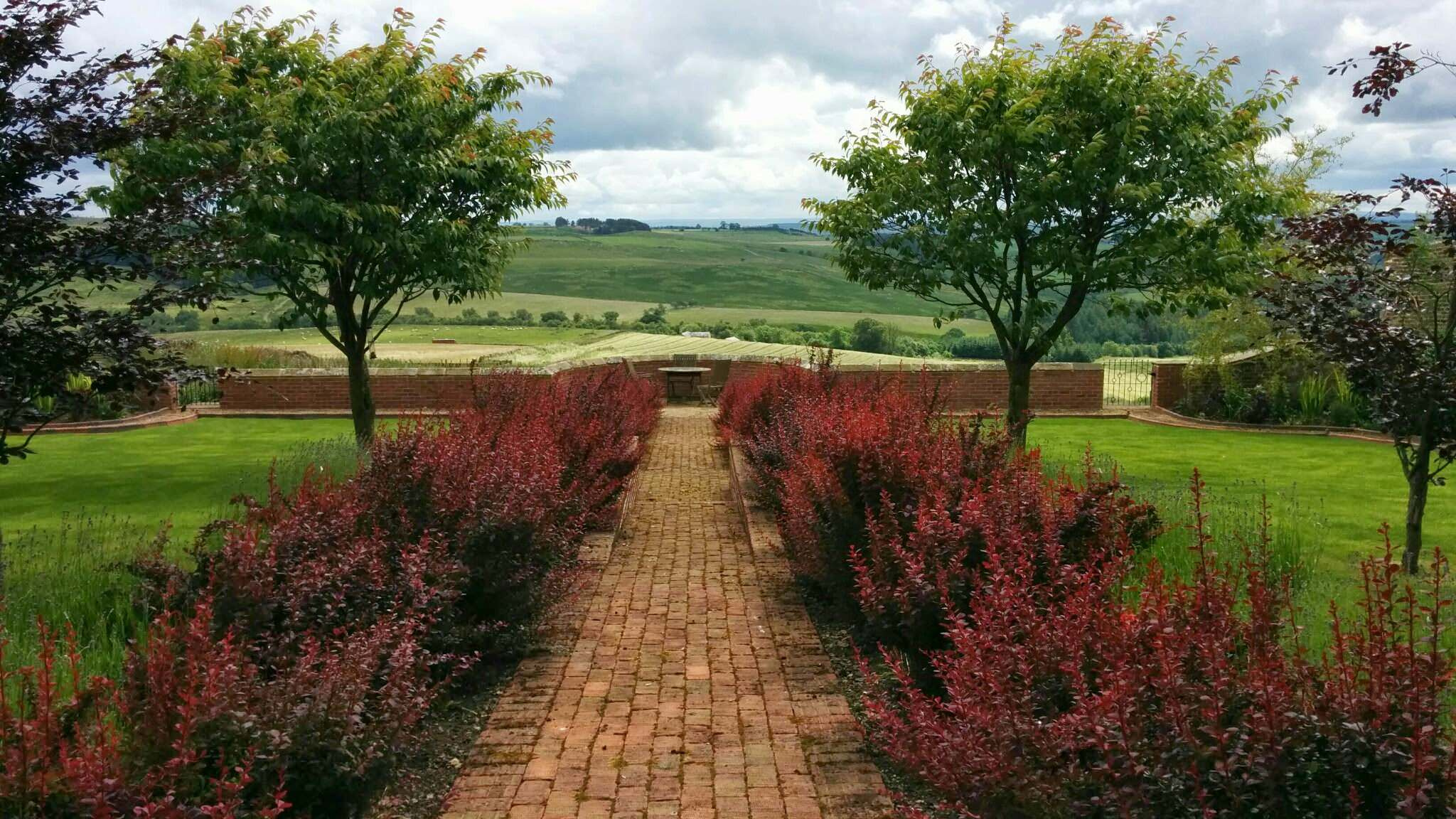 В закладки: Топ-5 растений для стриженого бордюра