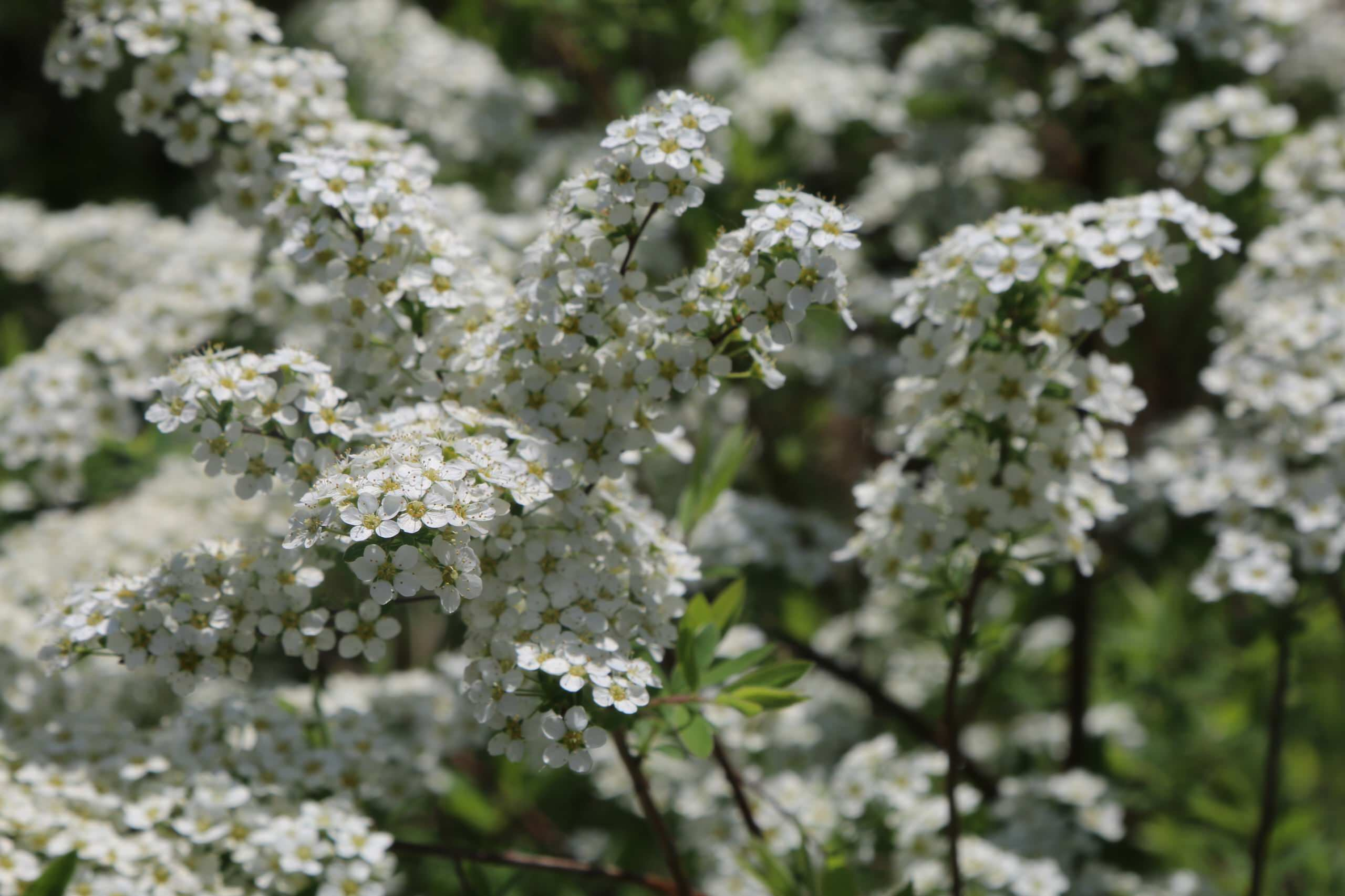 Проект недели: Сад на 12 сотках с солнечными часами