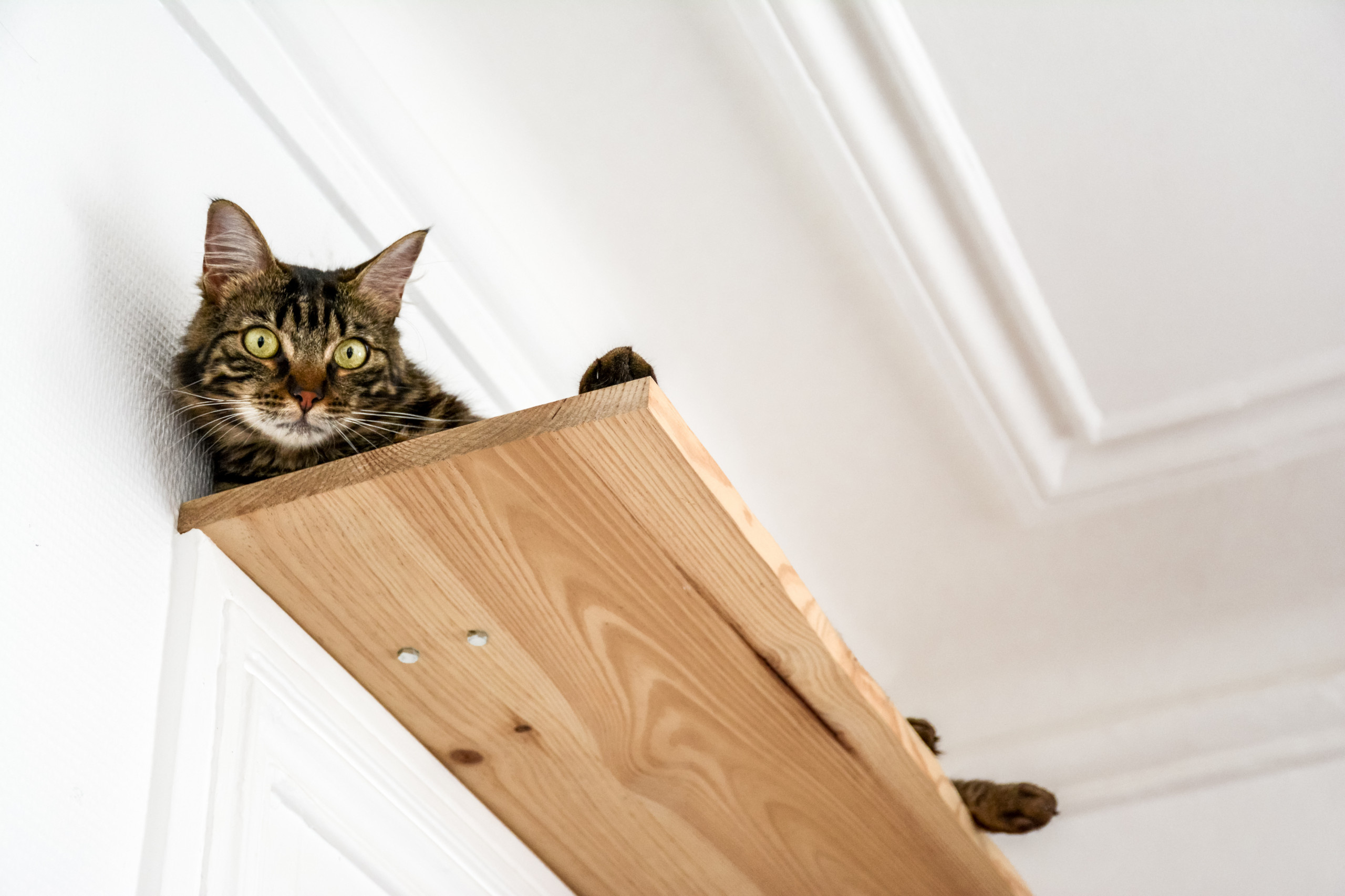 Результаты опроса Houzz: Кто на самом деле хозяин в вашем доме?