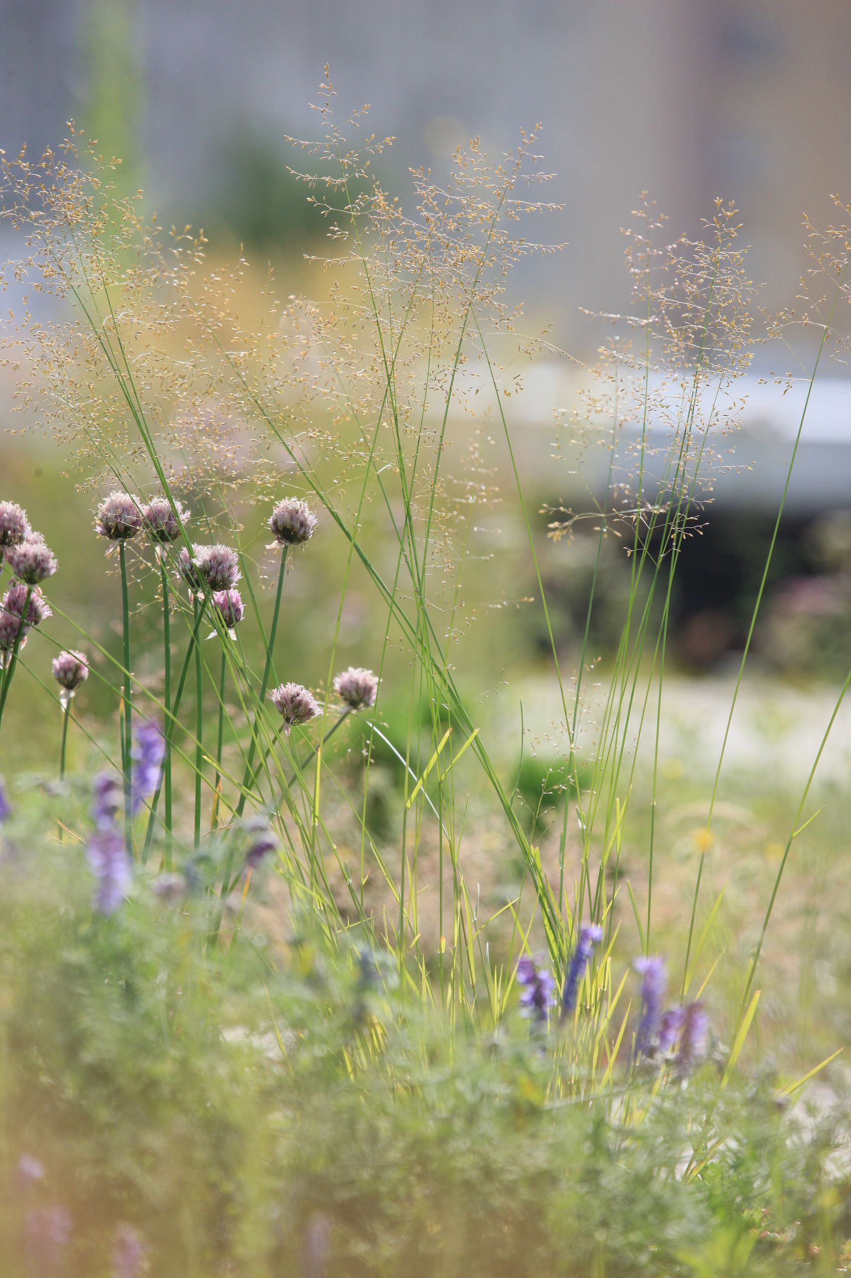 Сад на крыше: Как правильно выбрать растения