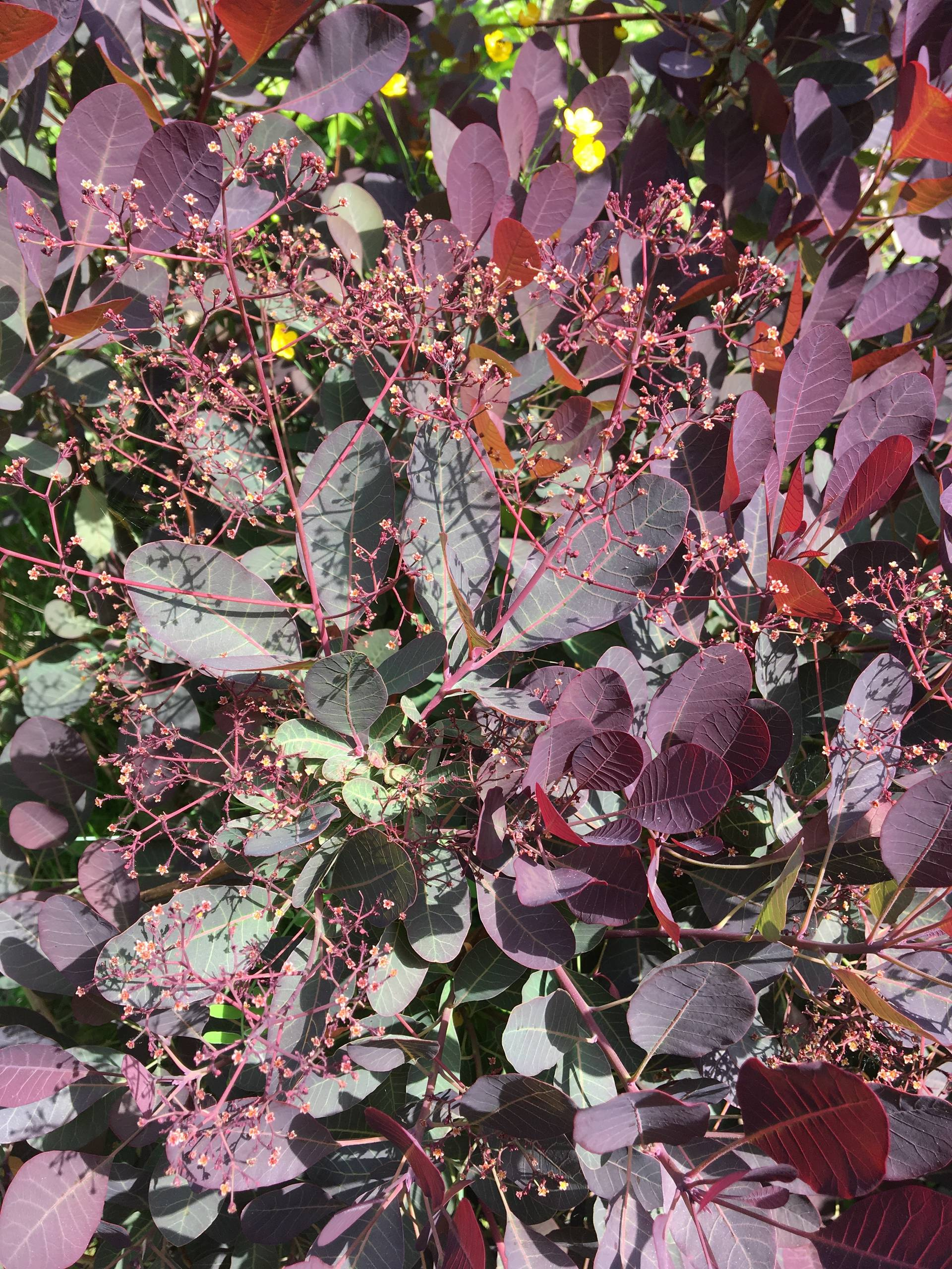 Сами не местные: 10 кустарников в зоне риска в Подмосковье