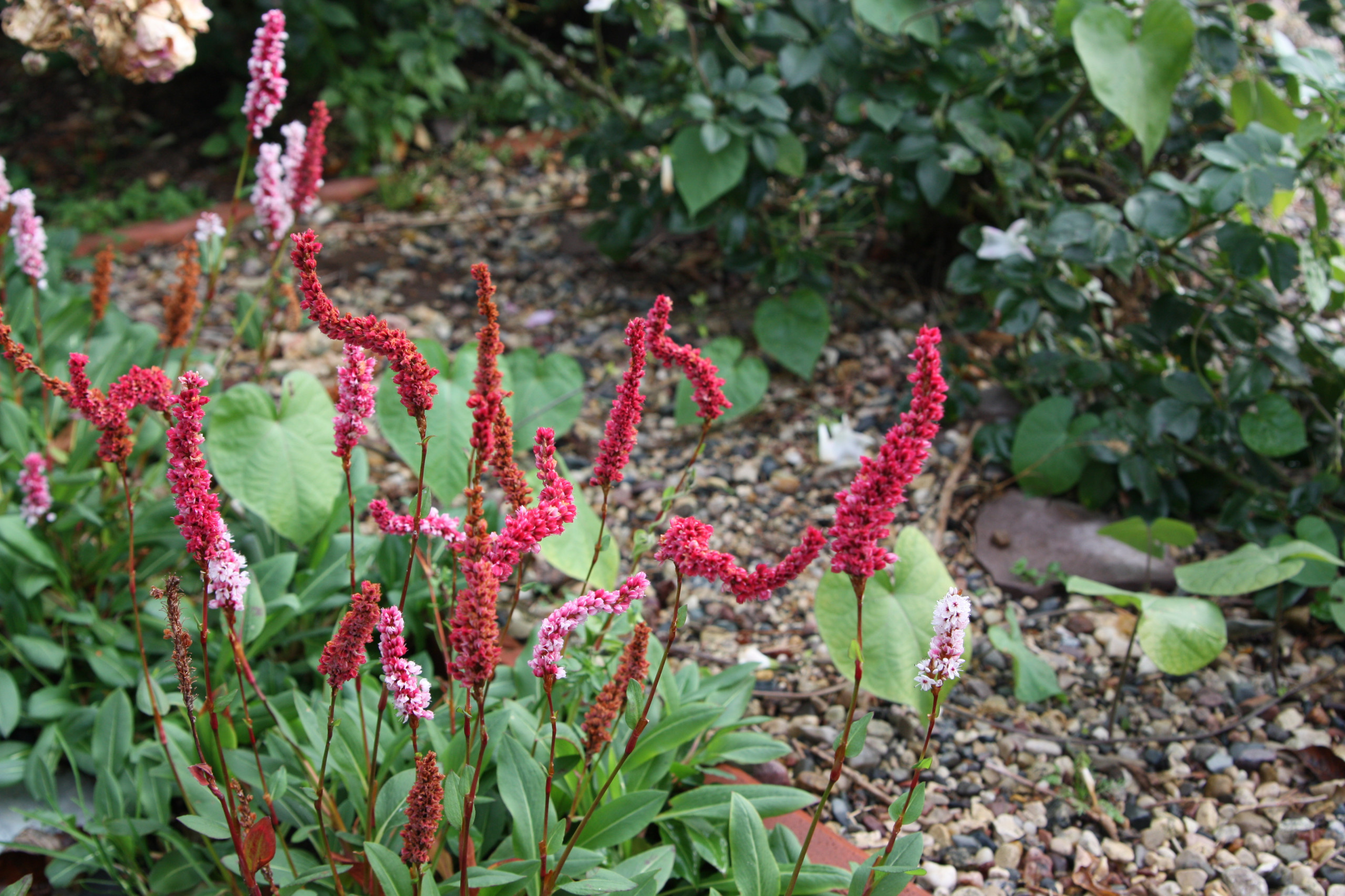 В гостях: Уютный сад с прудом на песках от выгоревшего торфа