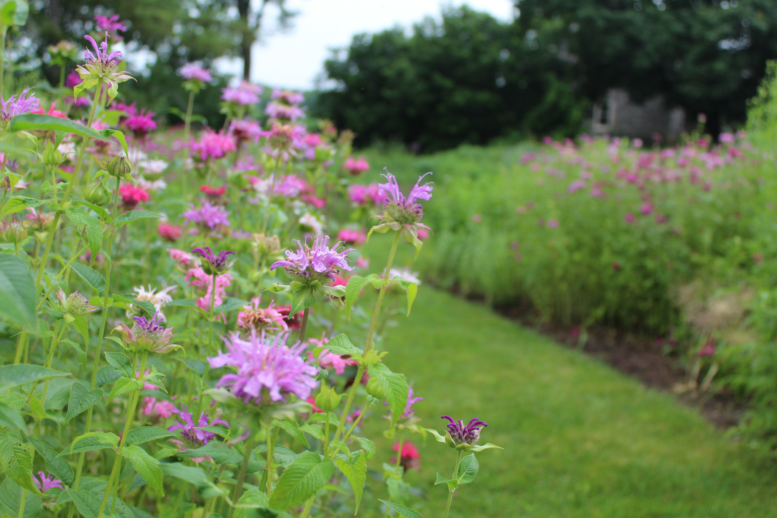 Как правильно: Посадочный материал для сада «новой волны»