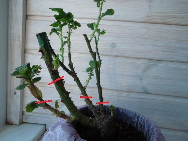 Личный опыт: Скорая помощь для роз