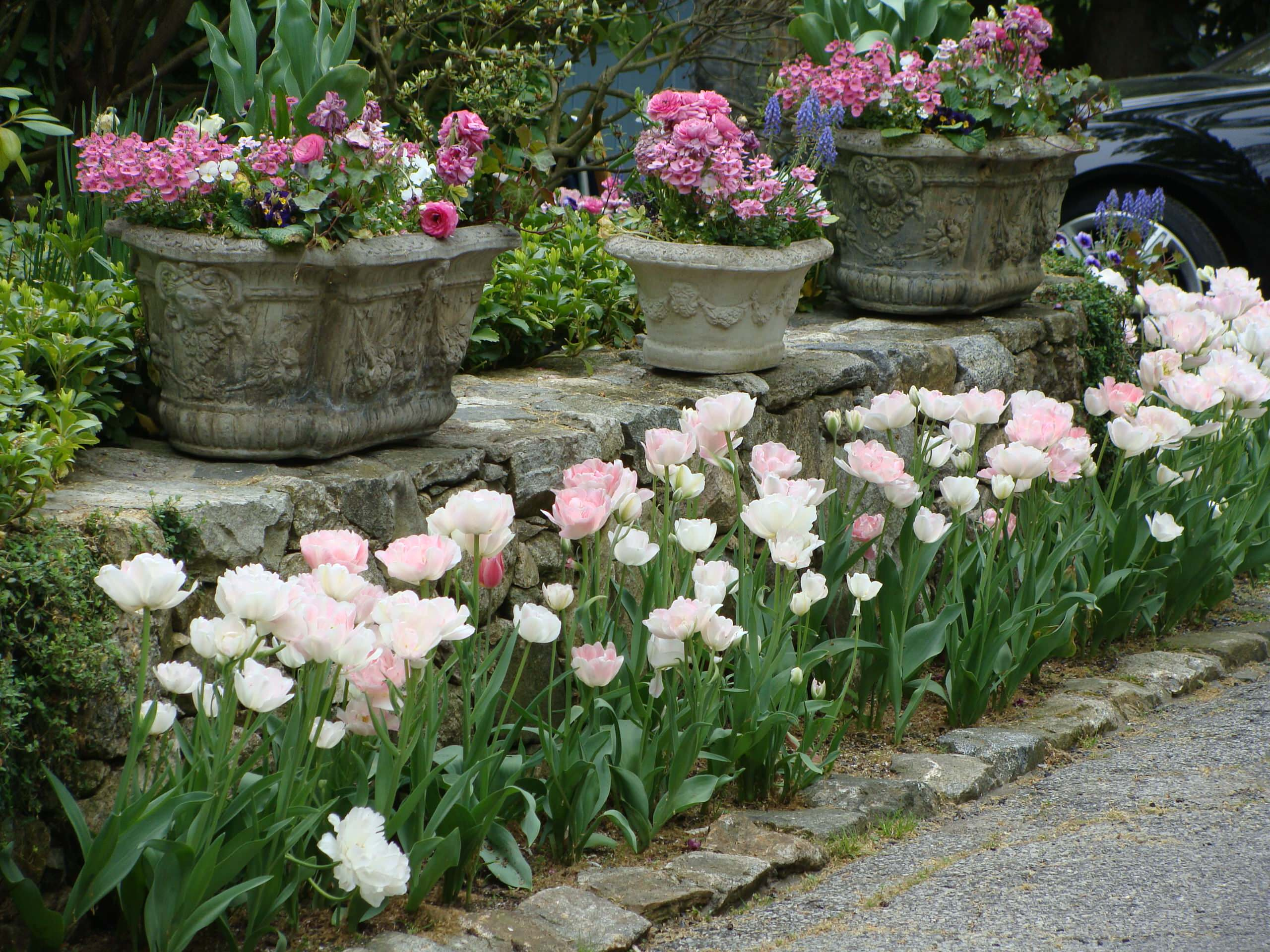 В закладки: Топ-5 растений для стриженого бордюра