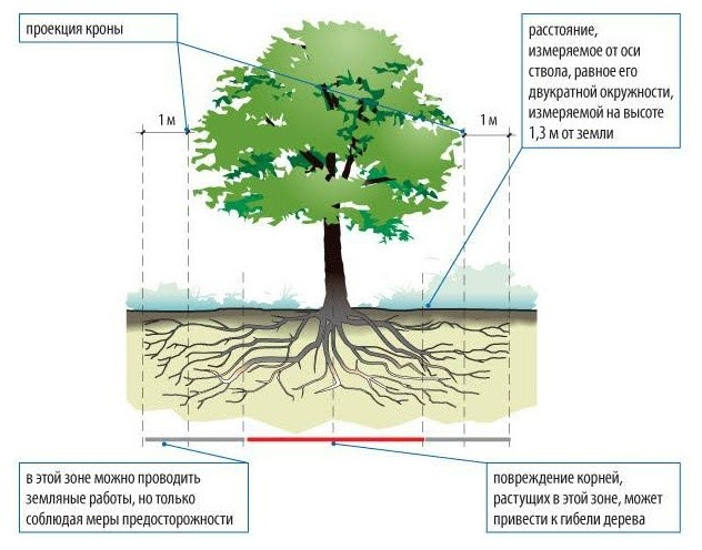 Хороший вопрос: Как спасти деревья на участке во время стройки дома