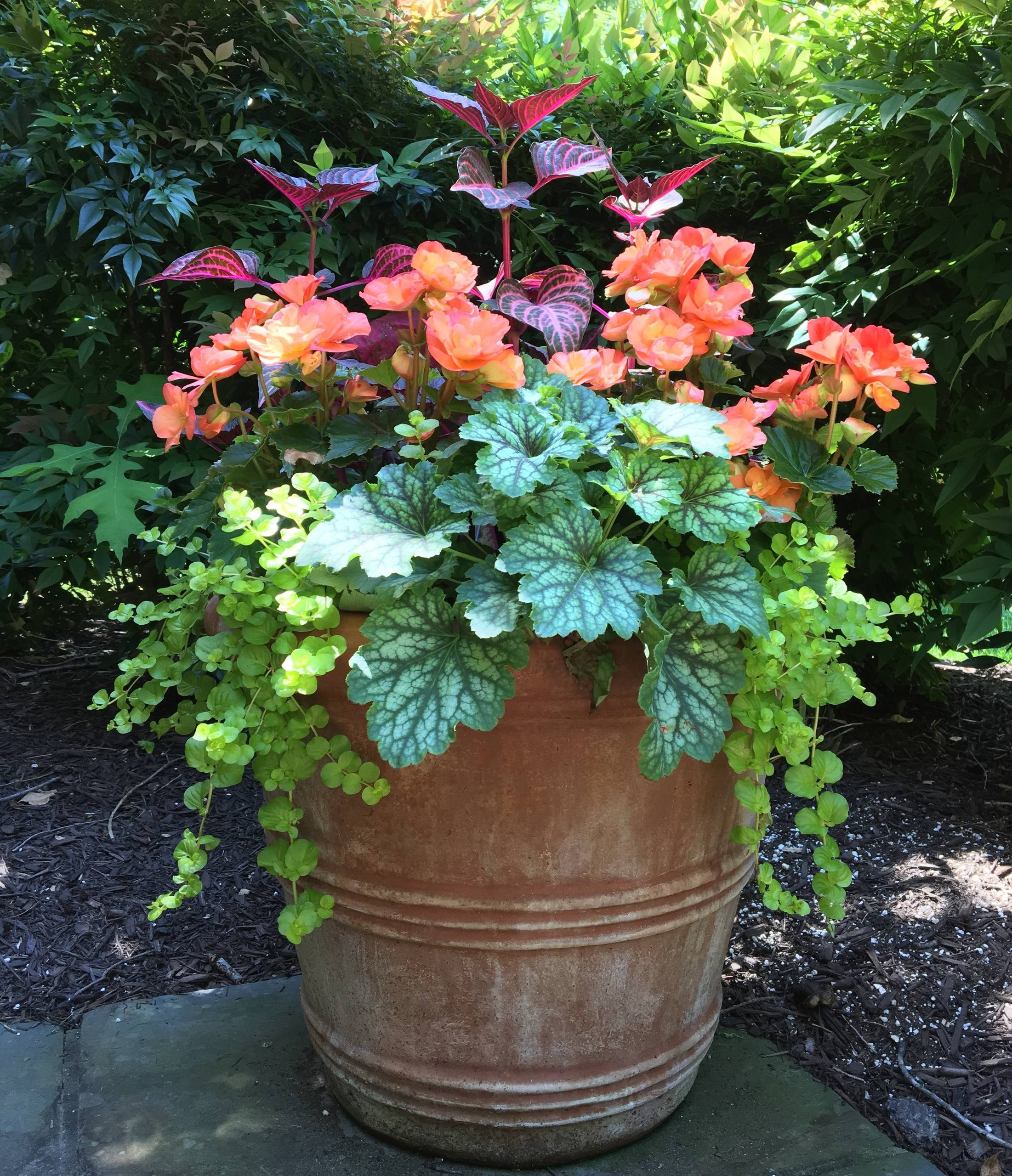 Фотоохота: 50 схем для высадки в летние кашпо