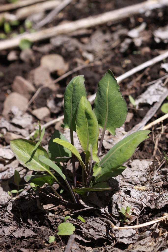 Как правильно: Делать зеленые смузи