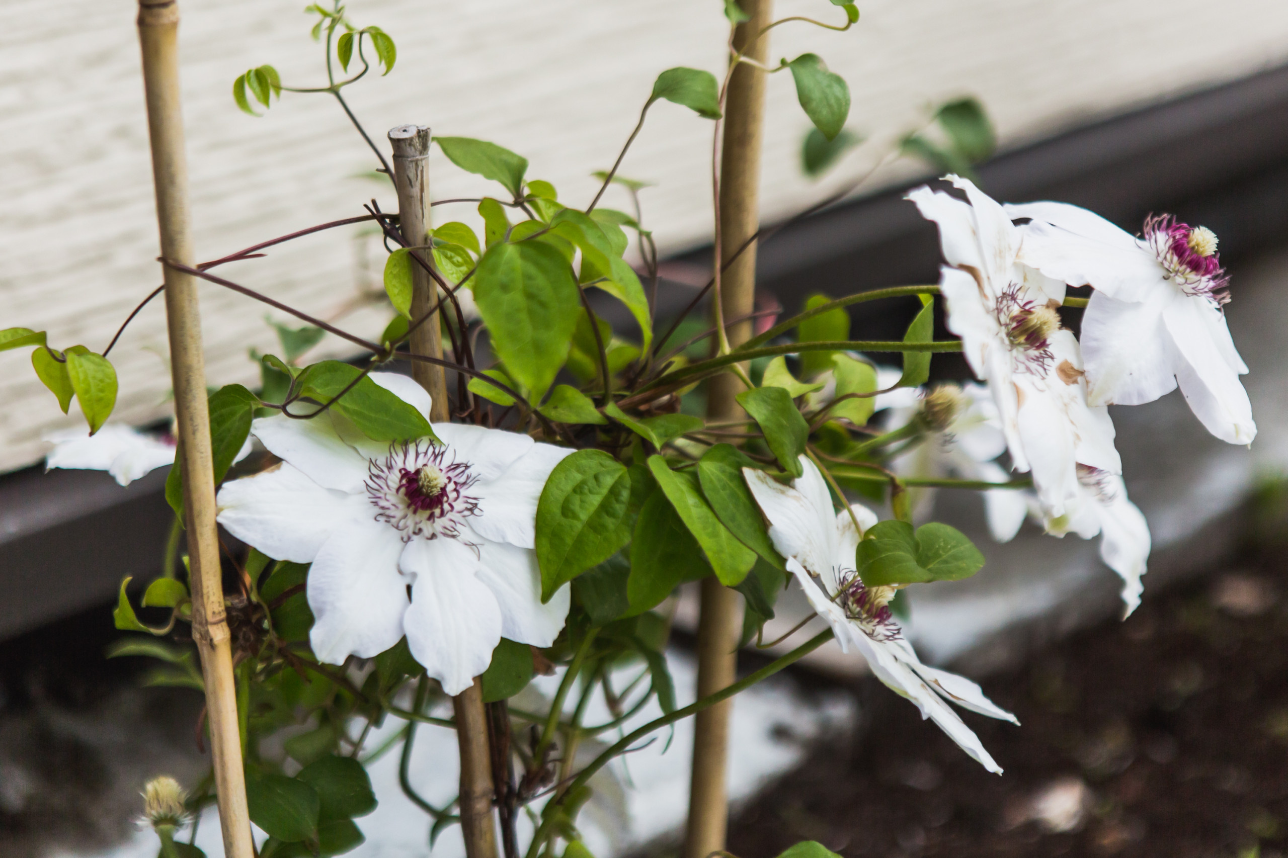 В гостях: Дом у озера