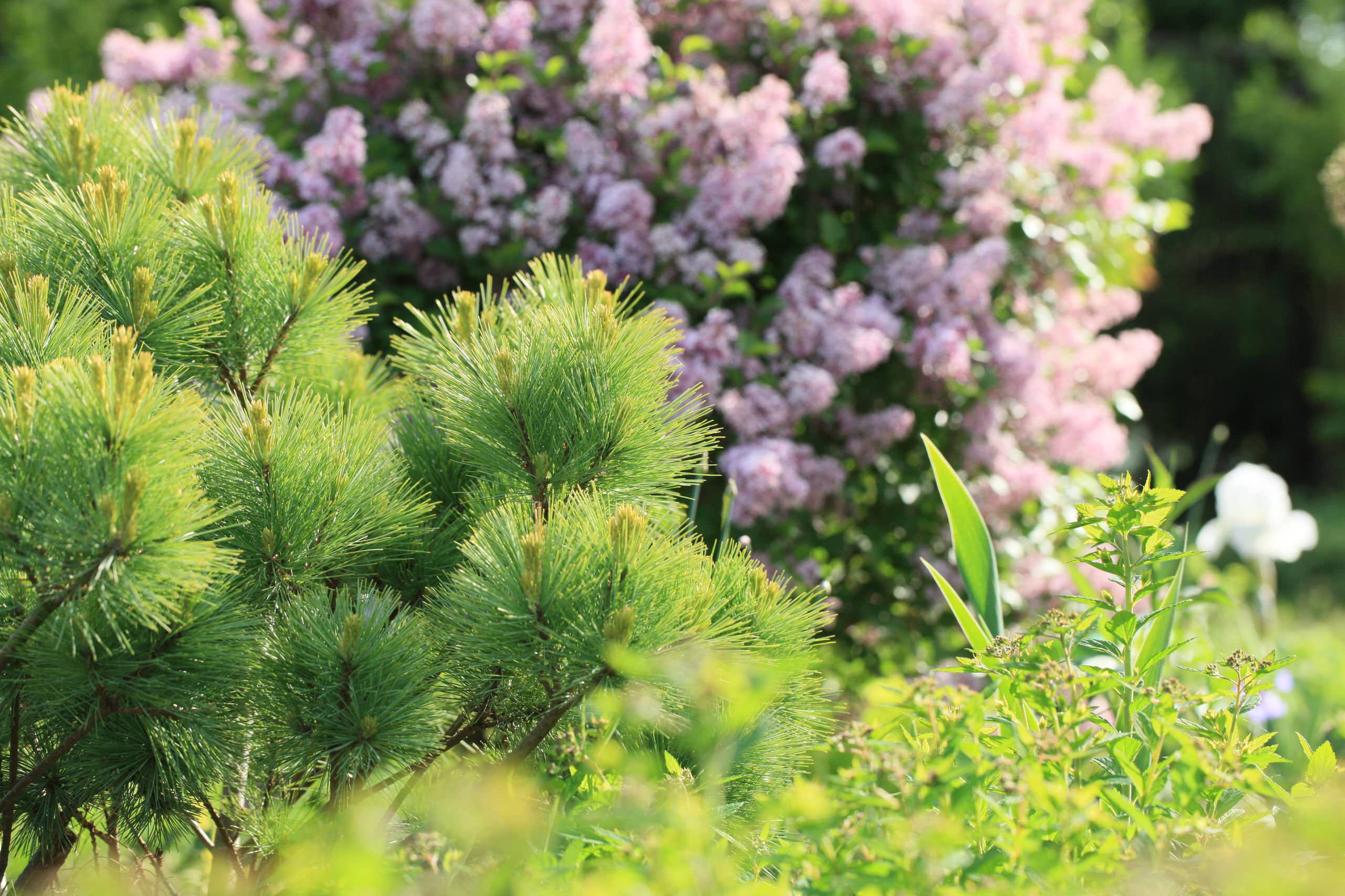 Как правильно: Выбрать и посадить сирень в своем саду