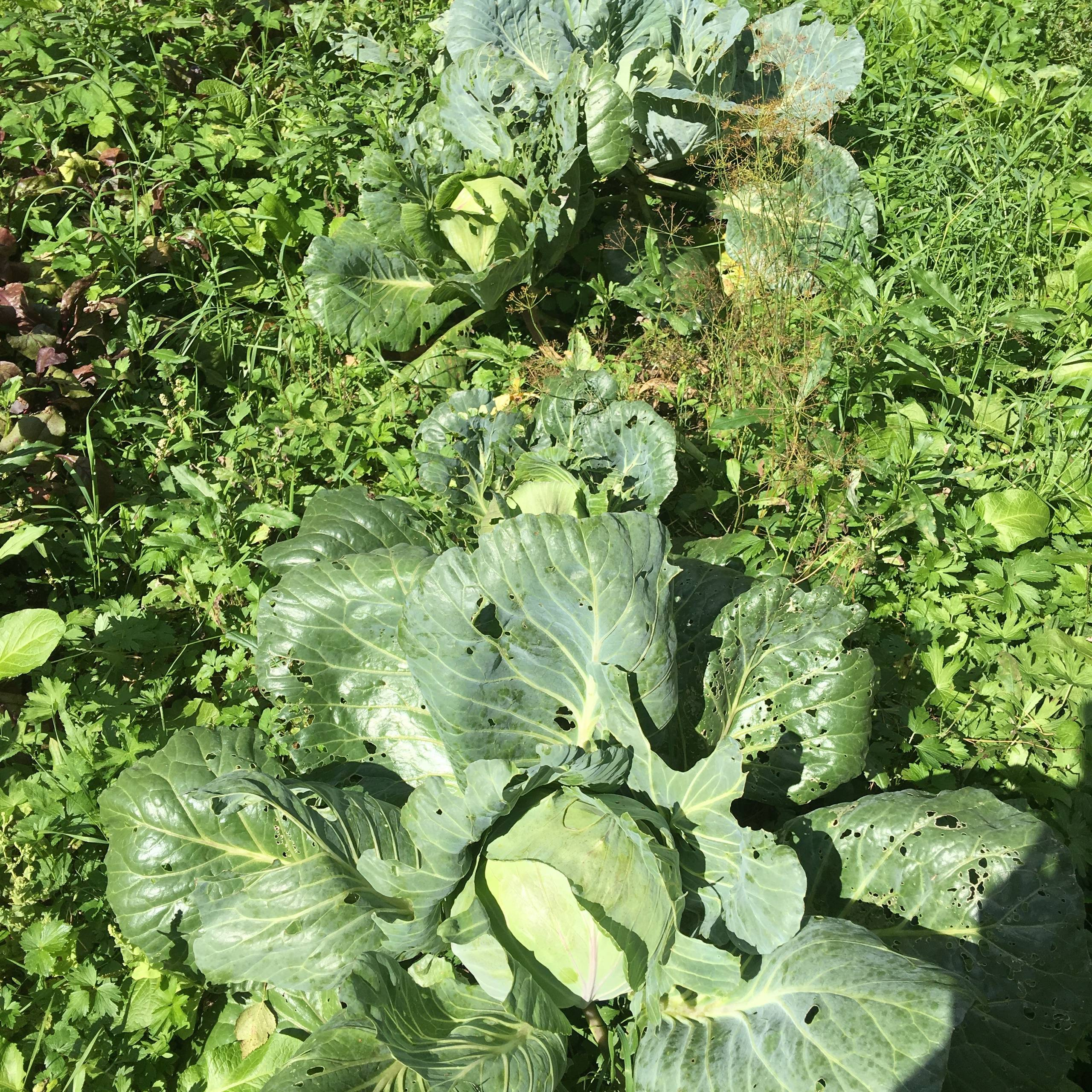 В гостях: Советская дача дизайнера Наташи Ломейко