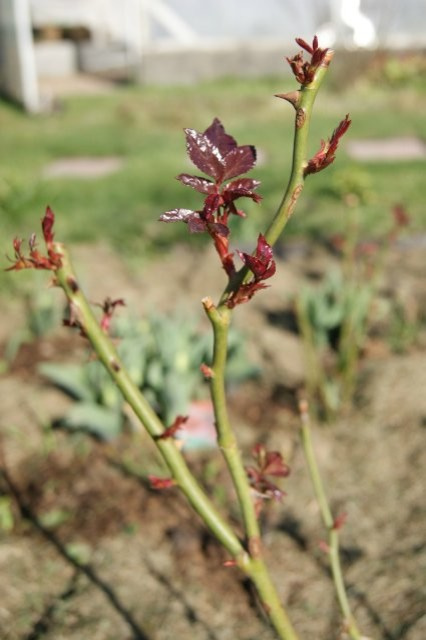 Как правильно: Ухаживать за розами летом