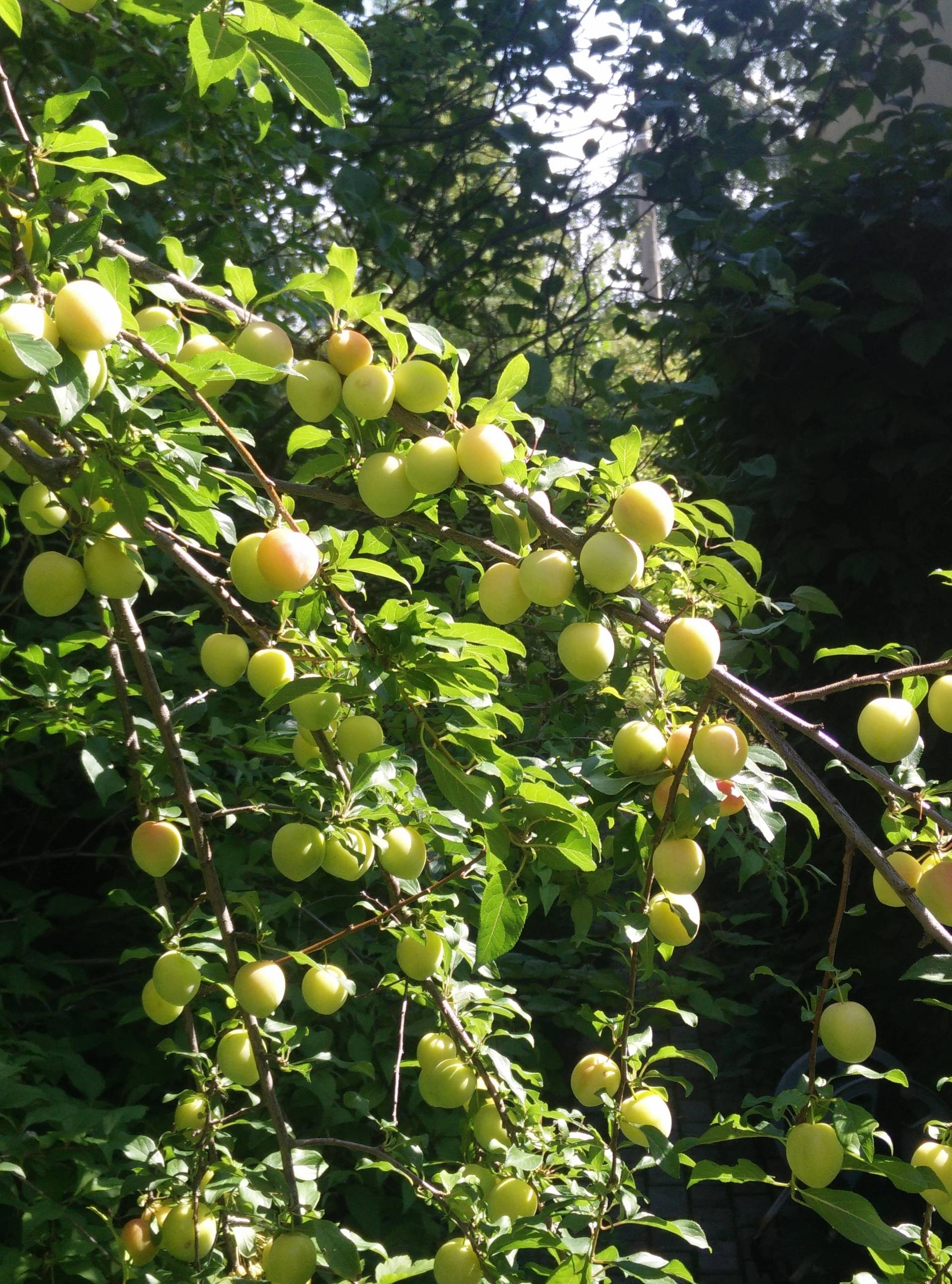 Как правильно: Выбрать деревья для будущего сада