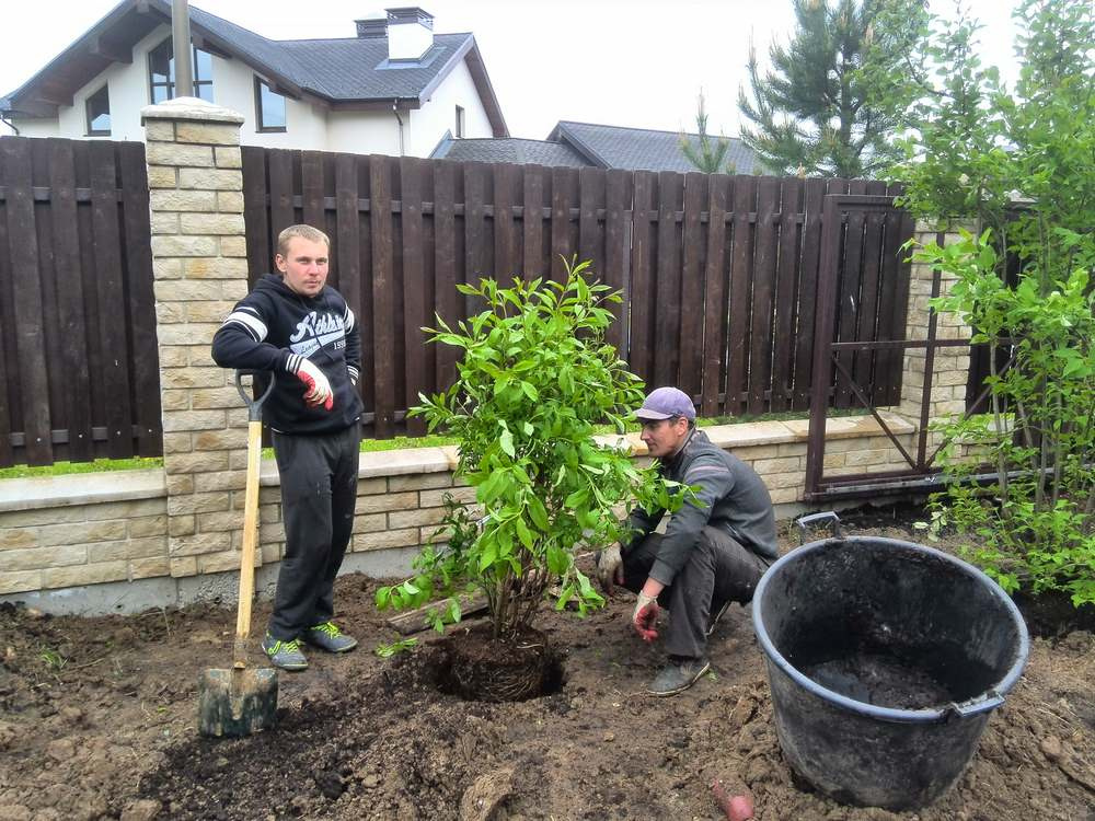 Как правильно: Пересадить взрослые деревья и кустарники