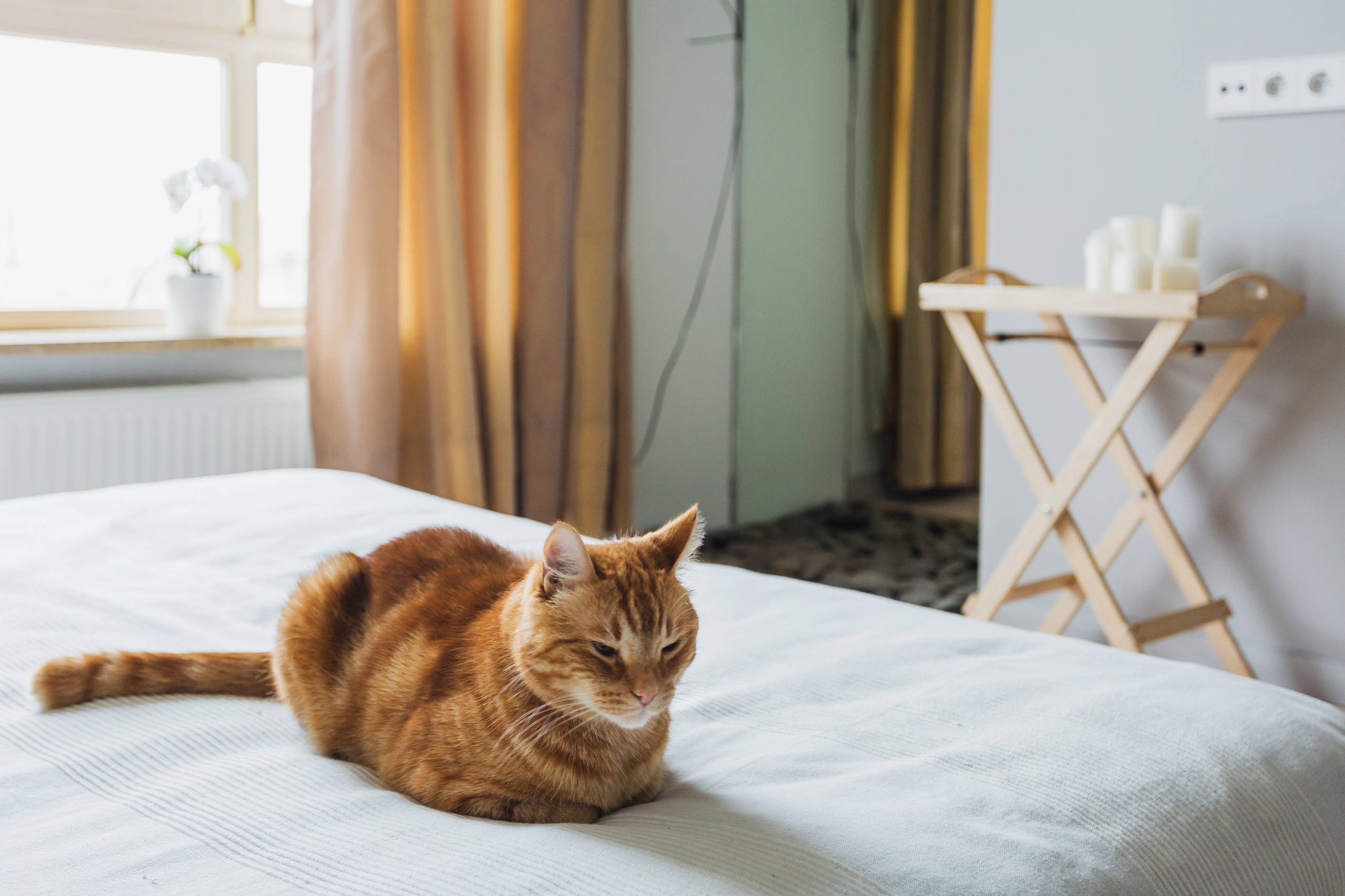 В гостях: Квартира и рабочий кабинет для московских архитекторов