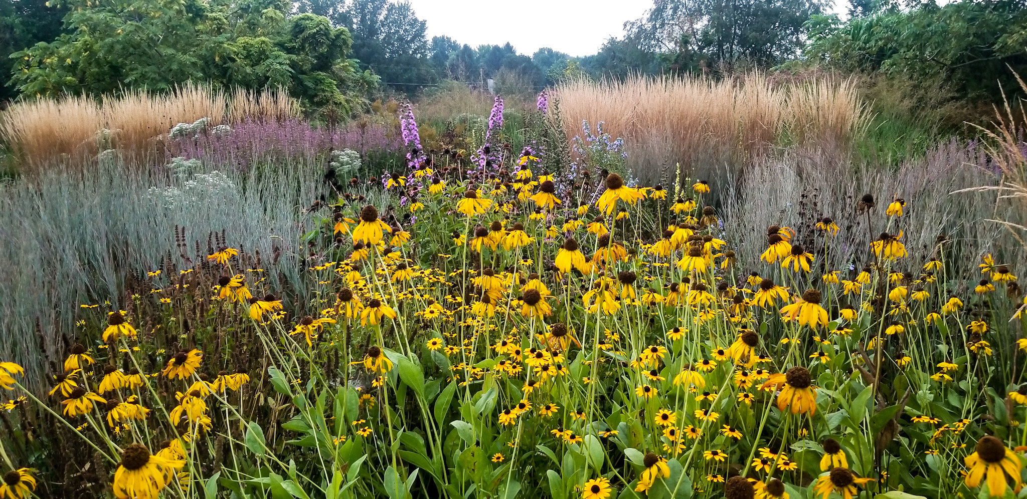 Как правильно: Посадочный материал для сада «новой волны»