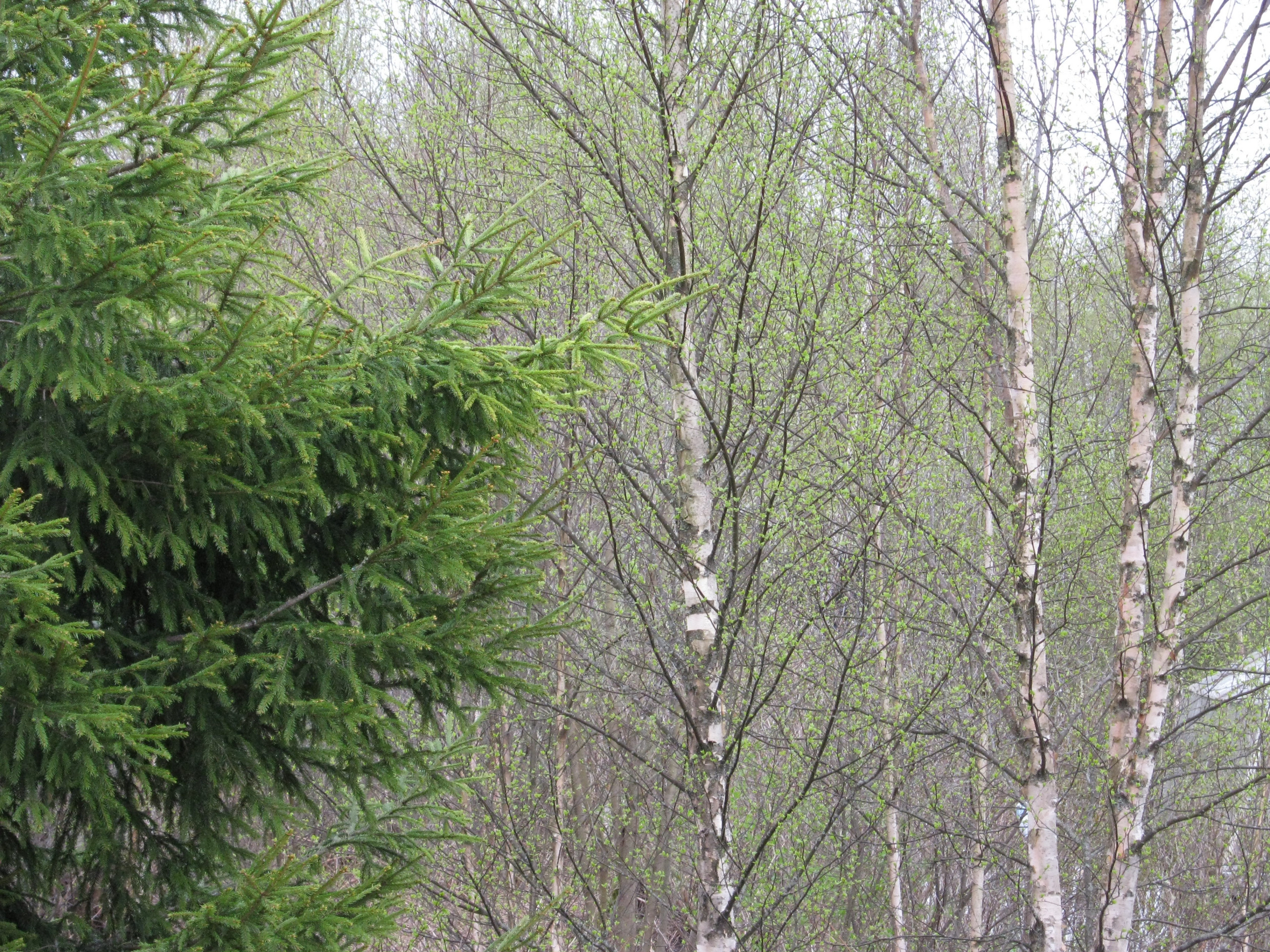 Вопрос: что делать с дачным участком на болоте