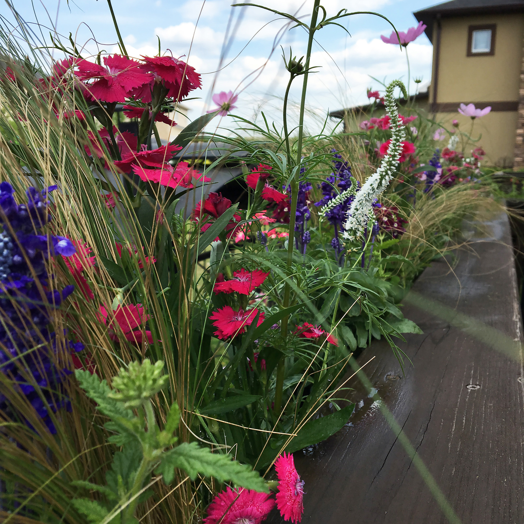 Что-то с чем-то: Как создавать композиции из растений