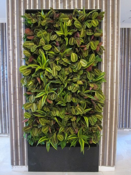 Азбука цветовода: Правила ухода за вертикальным садом