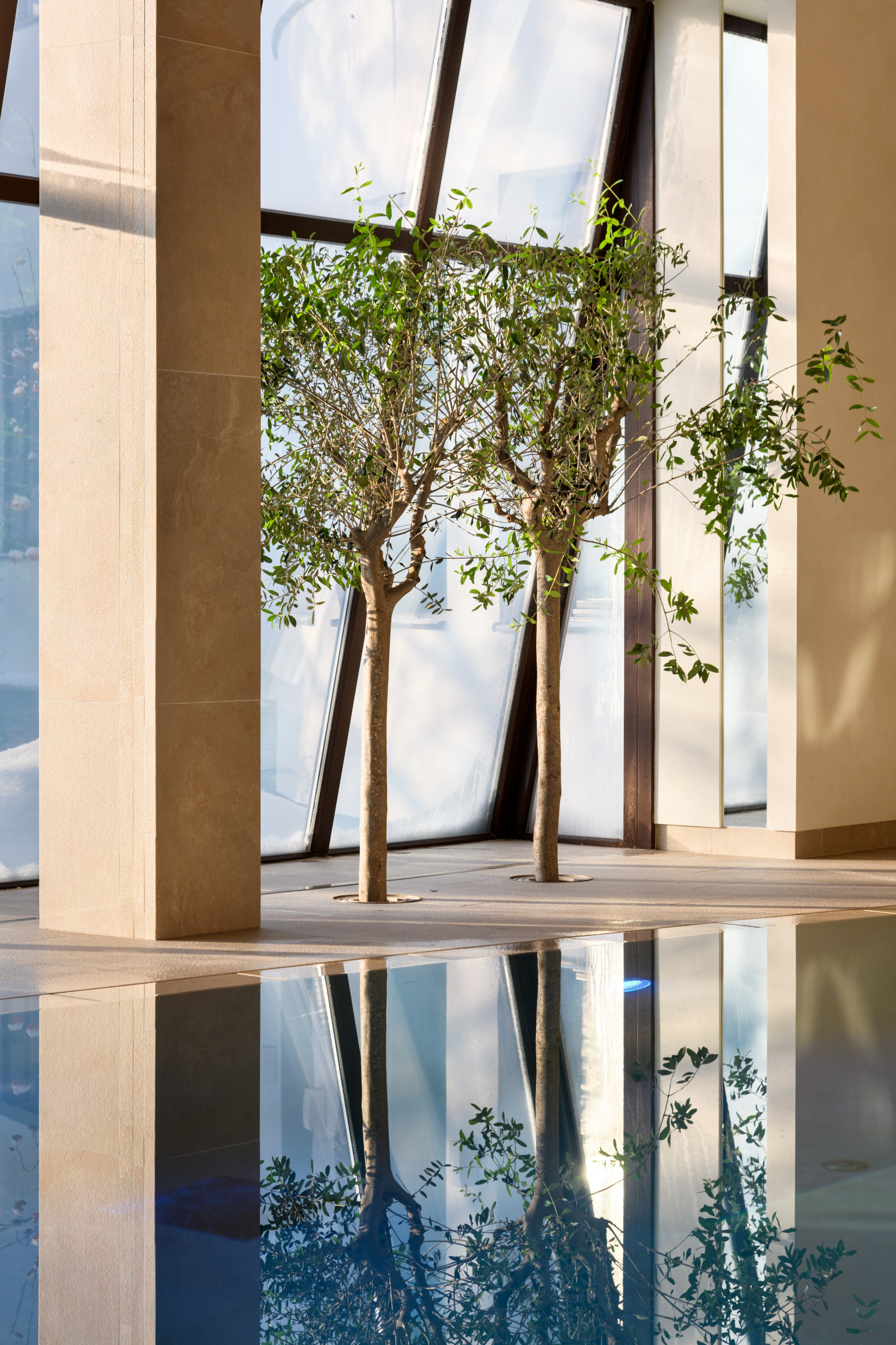 Личный опыт: Зачем я высаживала деревья внутри бассейна