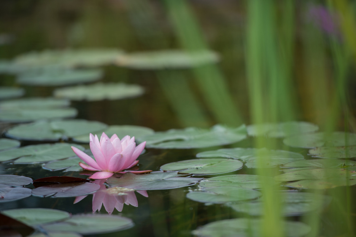 Сад недели: с вересками, злаками и лесной зоной