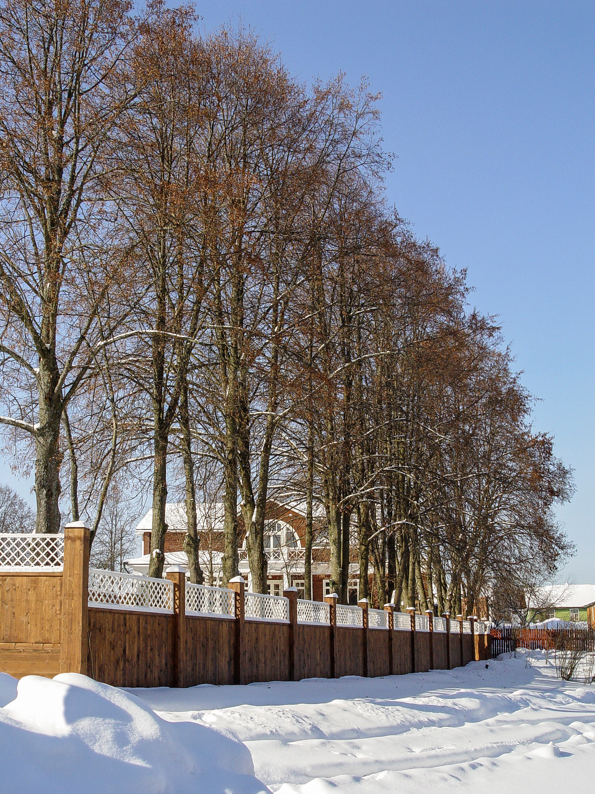 Личный опыт: Как я рубил гигантское дерево на участке