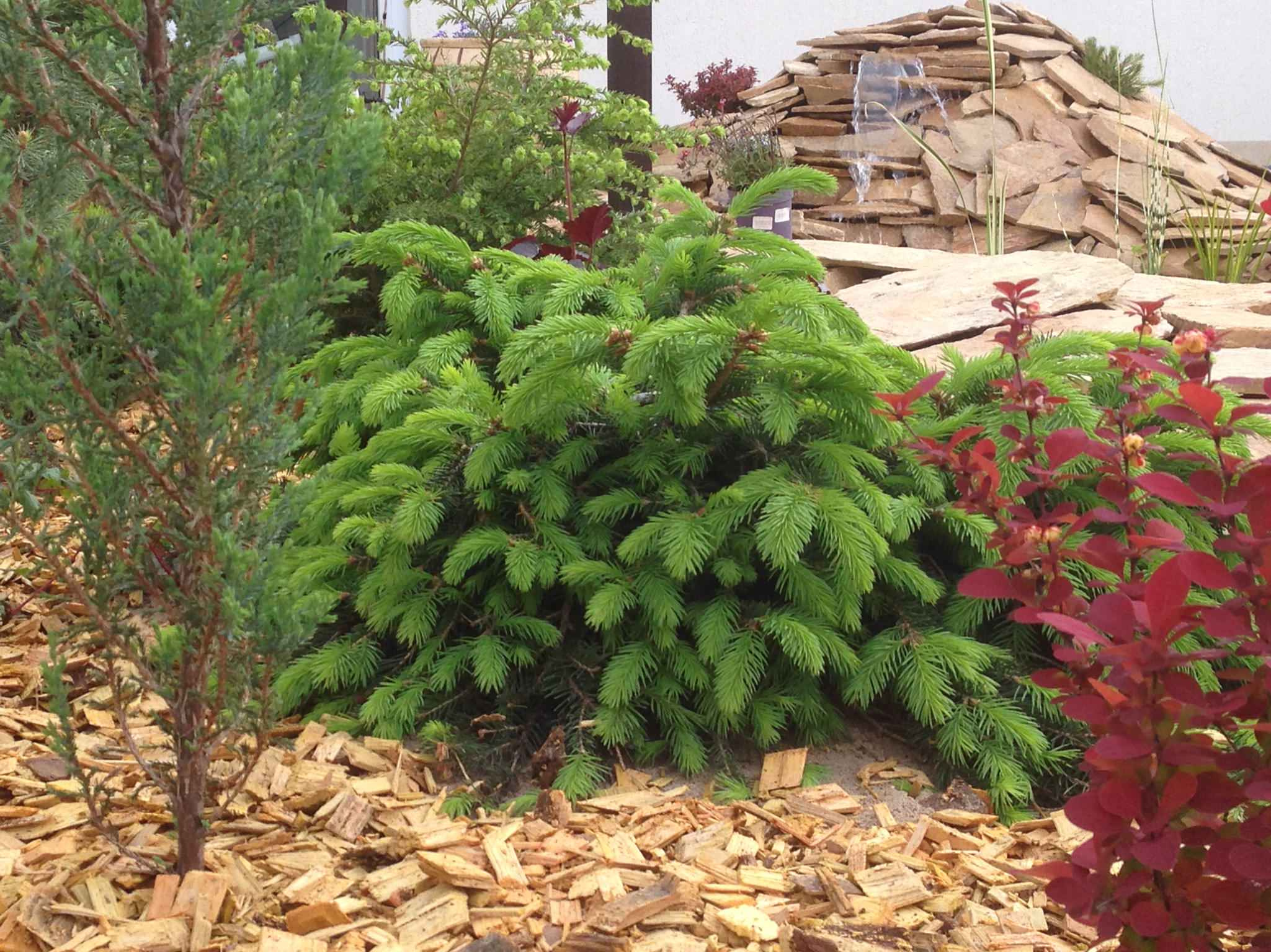 Houzz в саду: Дачный пруд в африканском стиле