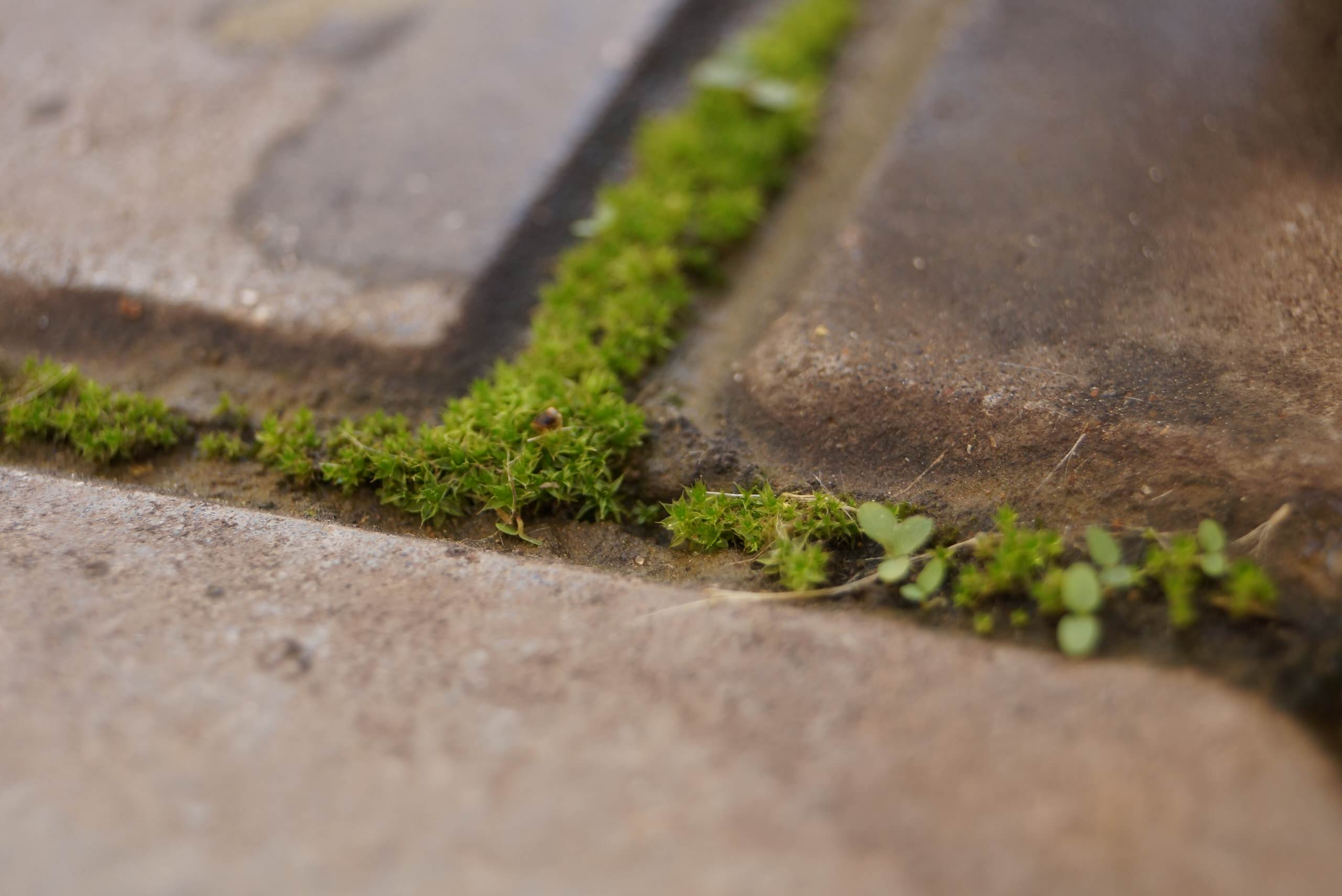 Зачем вам: Растения, которые можно вытаптывать