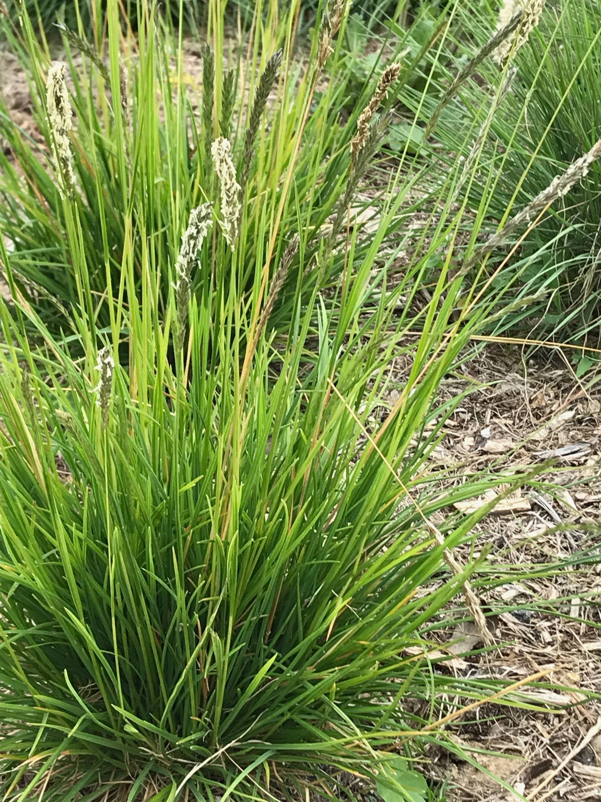 Вопрос: Чем заменить традиционный (партерный) газон