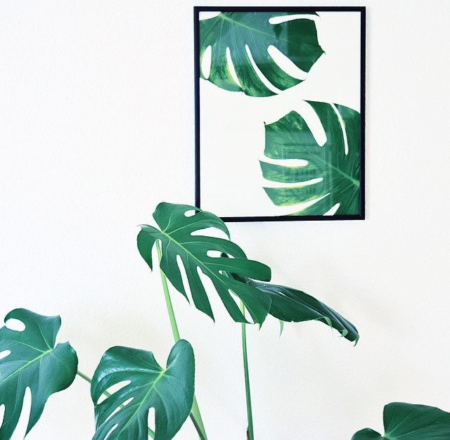 Микротренды: Мода на монстеру