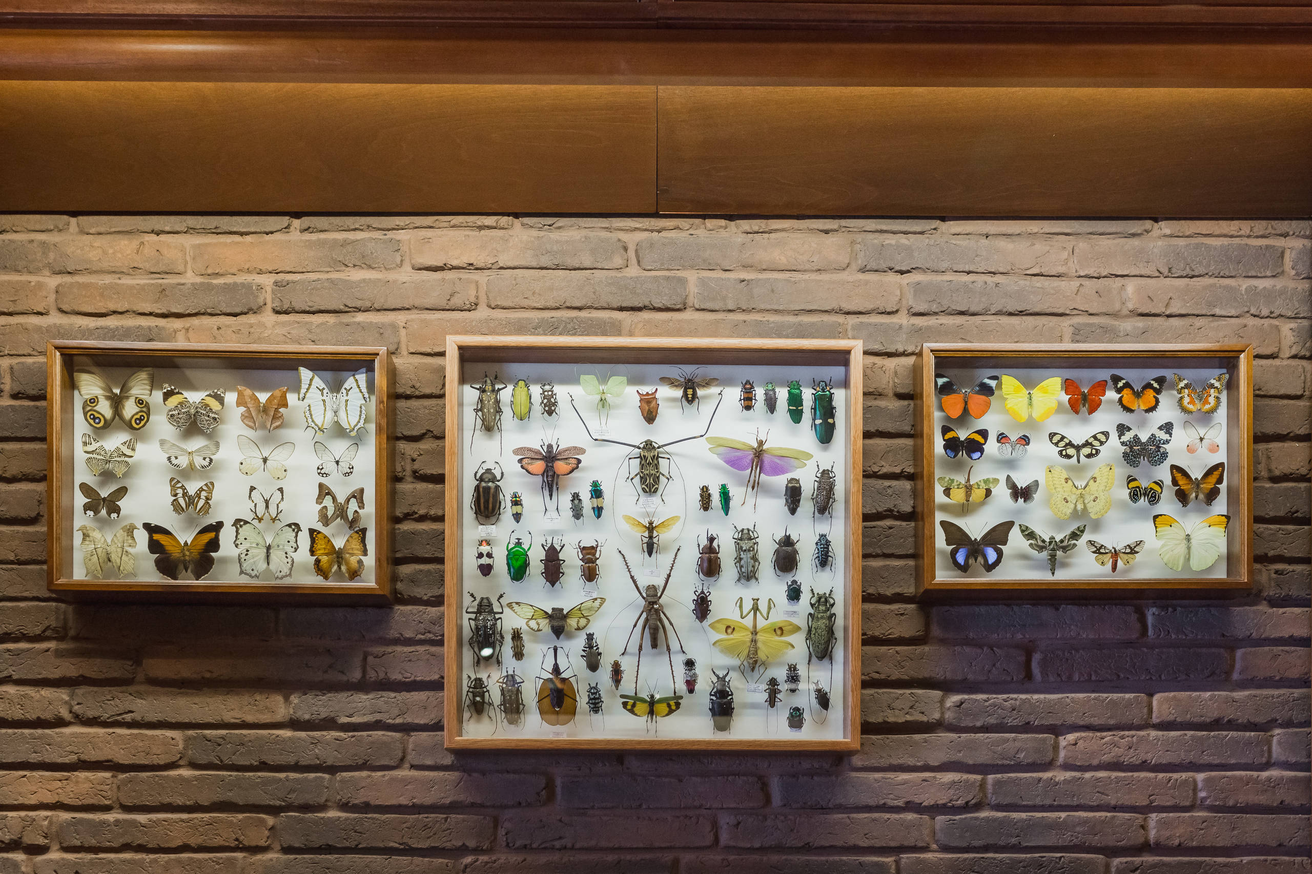 В гостях: Дом-берлога с коллекцией насекомых и детским этажом