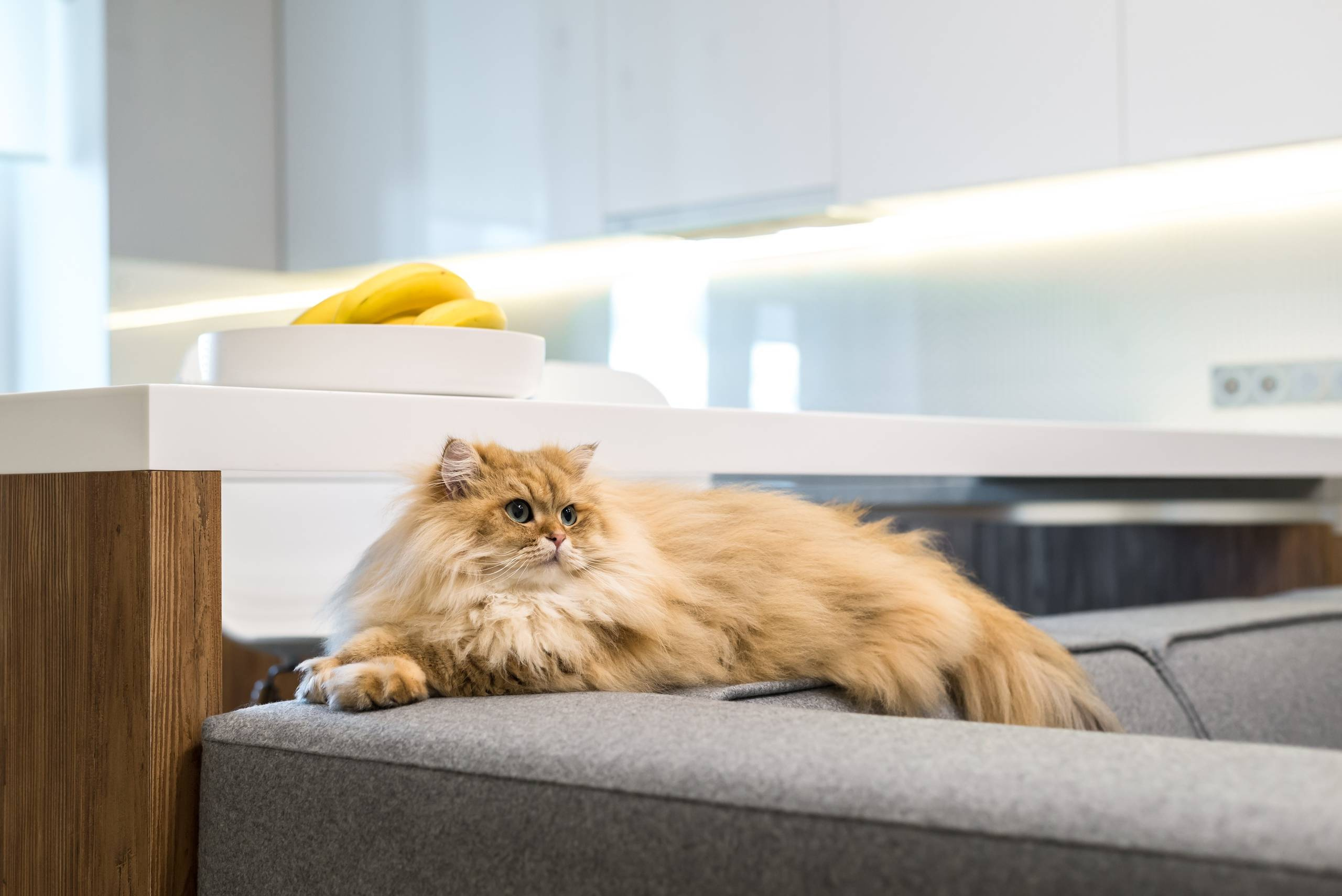 В гостях: Квартира для кота Лиса и молодой семьи