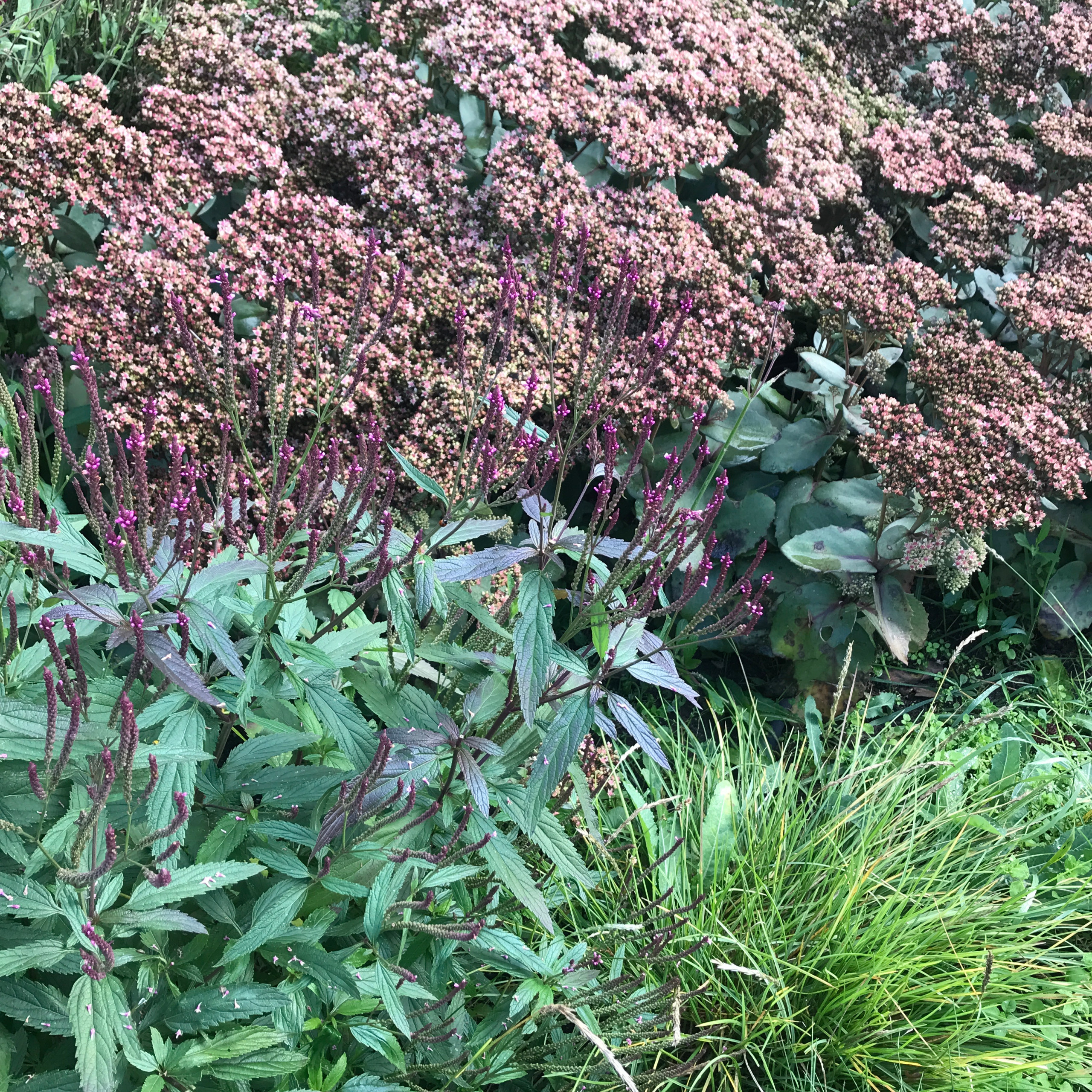 В гостях: Уютный сад с прудом на песках от выгоревшего торфа