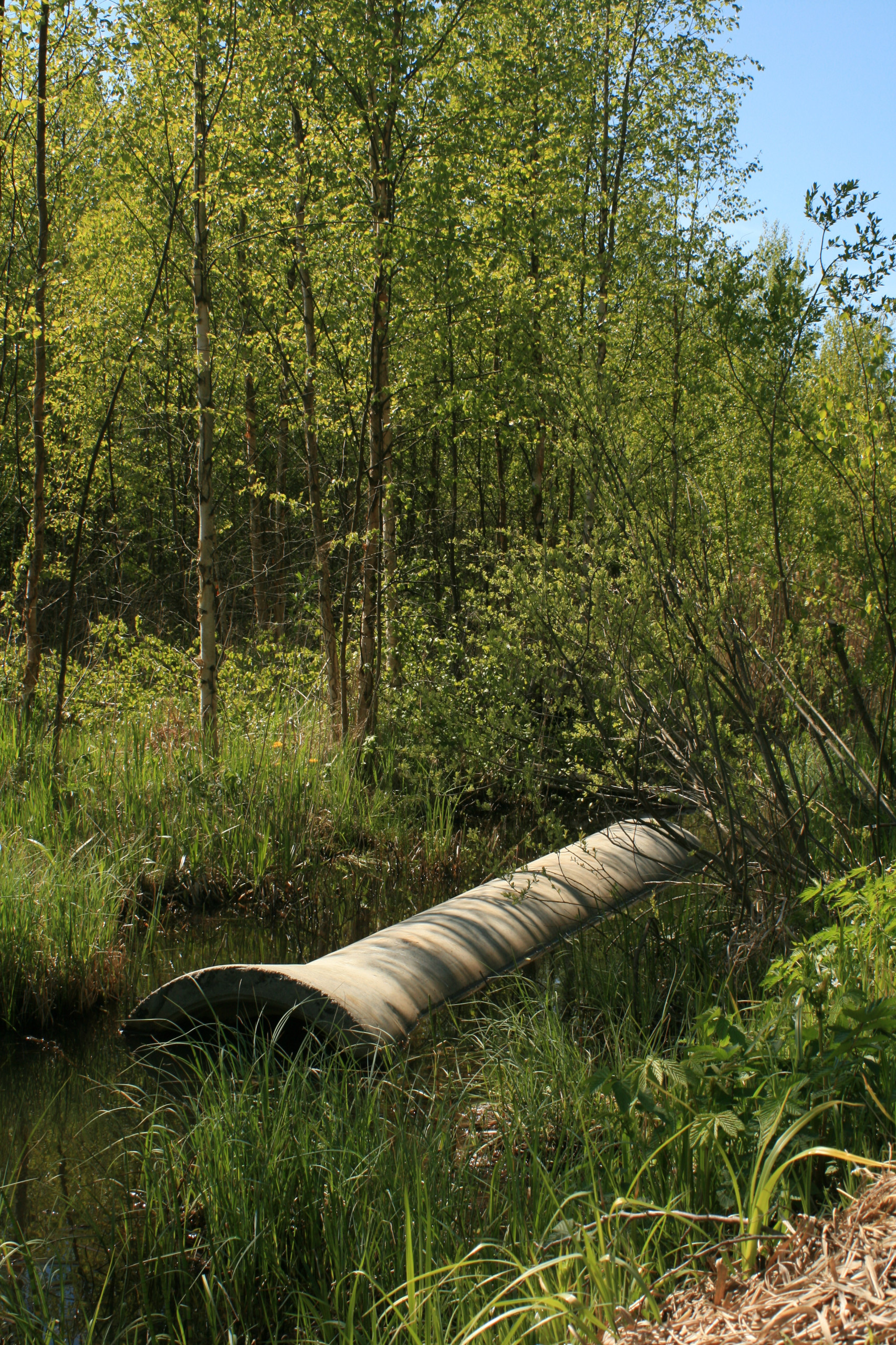 Вопрос: что делать с дачным участком на болоте