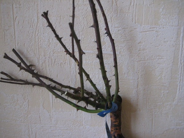 Личный опыт: Скорая помощь для роз