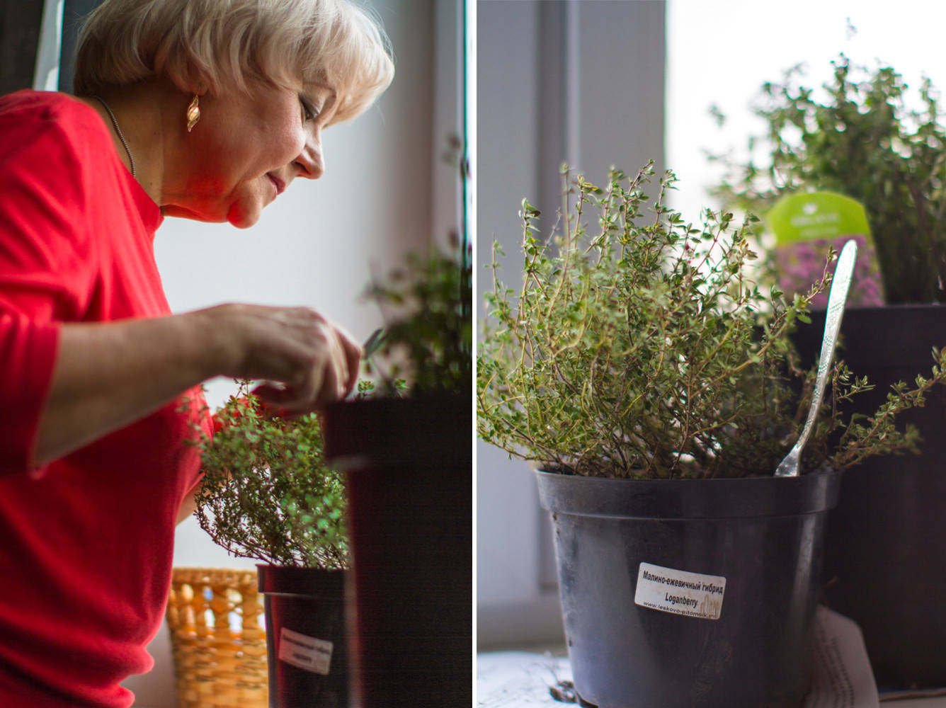 Зона роста: Полезные и потенциально-опасные комнатные растения