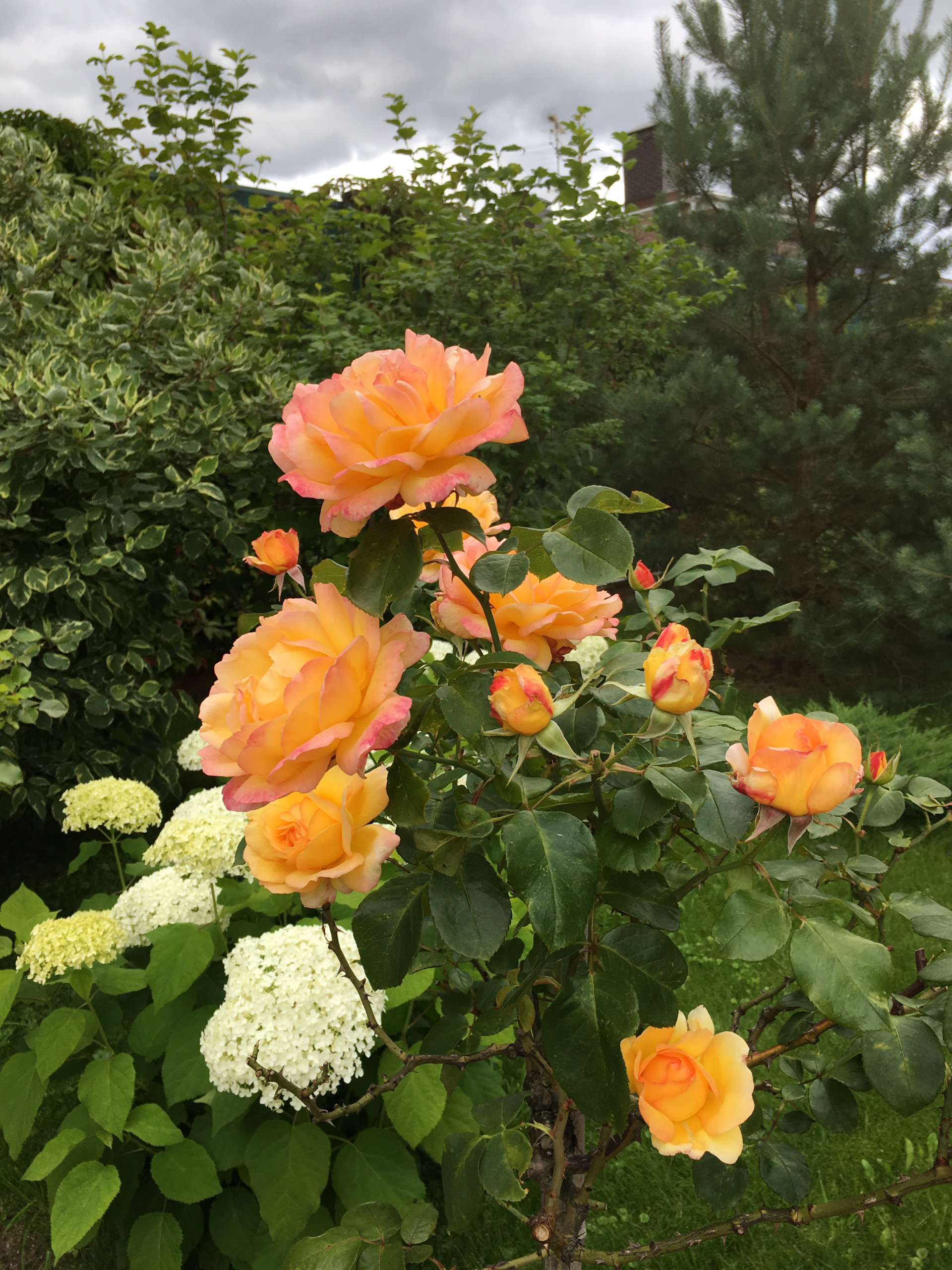 В гостях: Садик в подмосковных Рыбаках — как во Франции