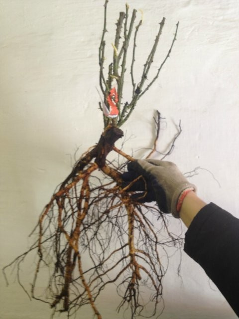 Личный опыт: Скорая помощь для роз