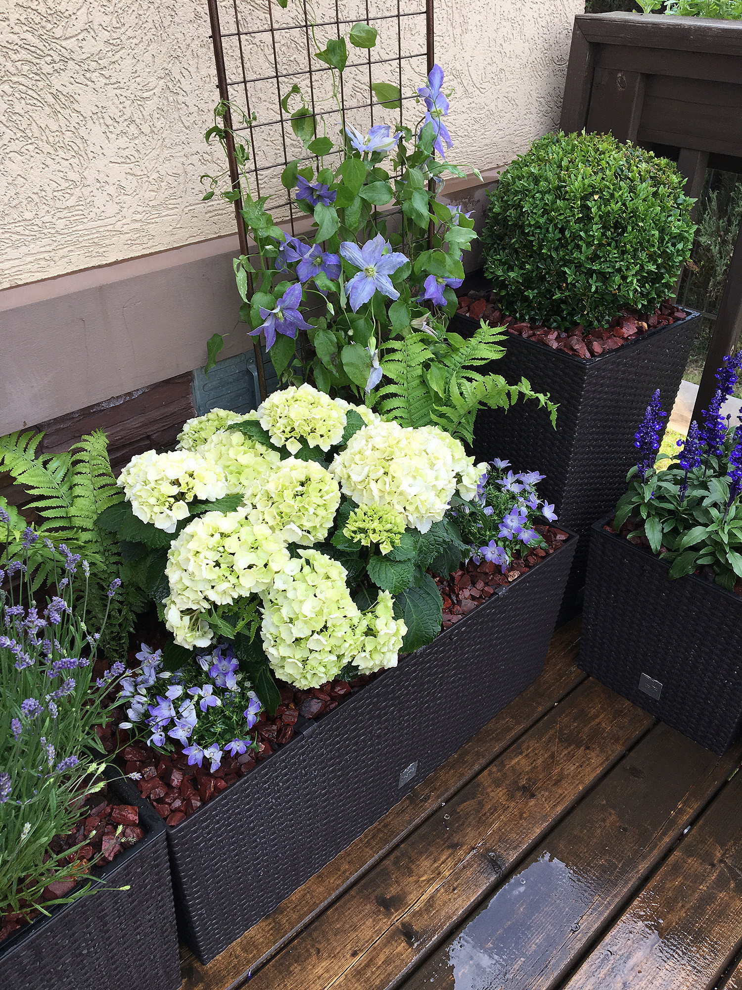 Что-то с чем-то: Как создавать композиции из растений