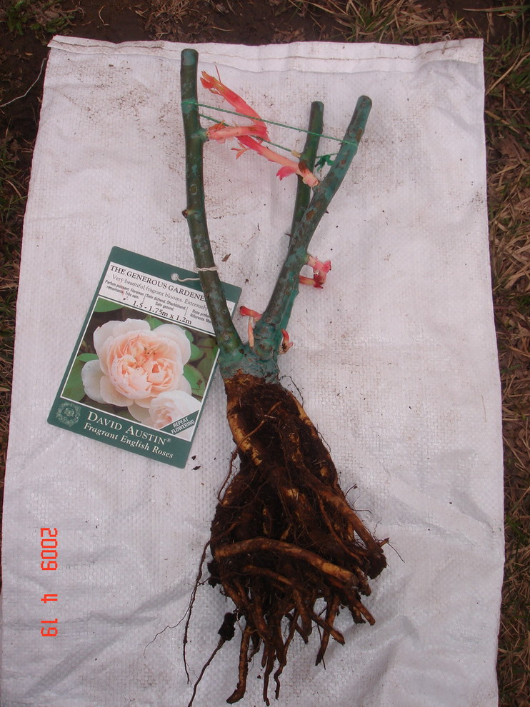 Личный опыт: Скорая помощь для роз