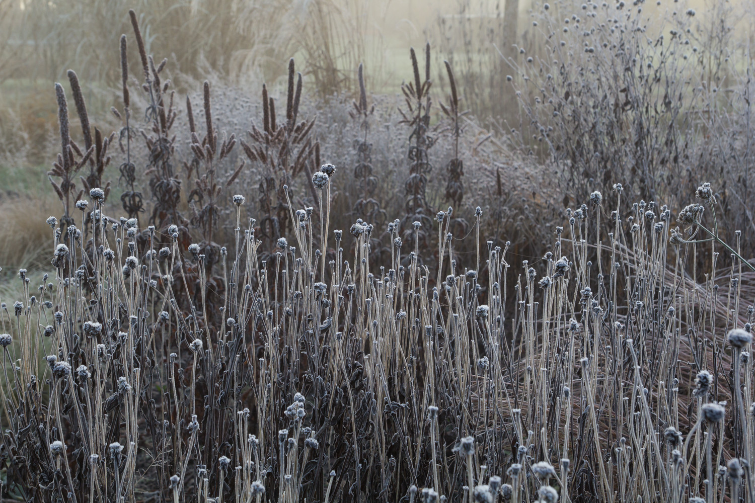 Тренд: Убирать миксбордеры по осени уже не модно