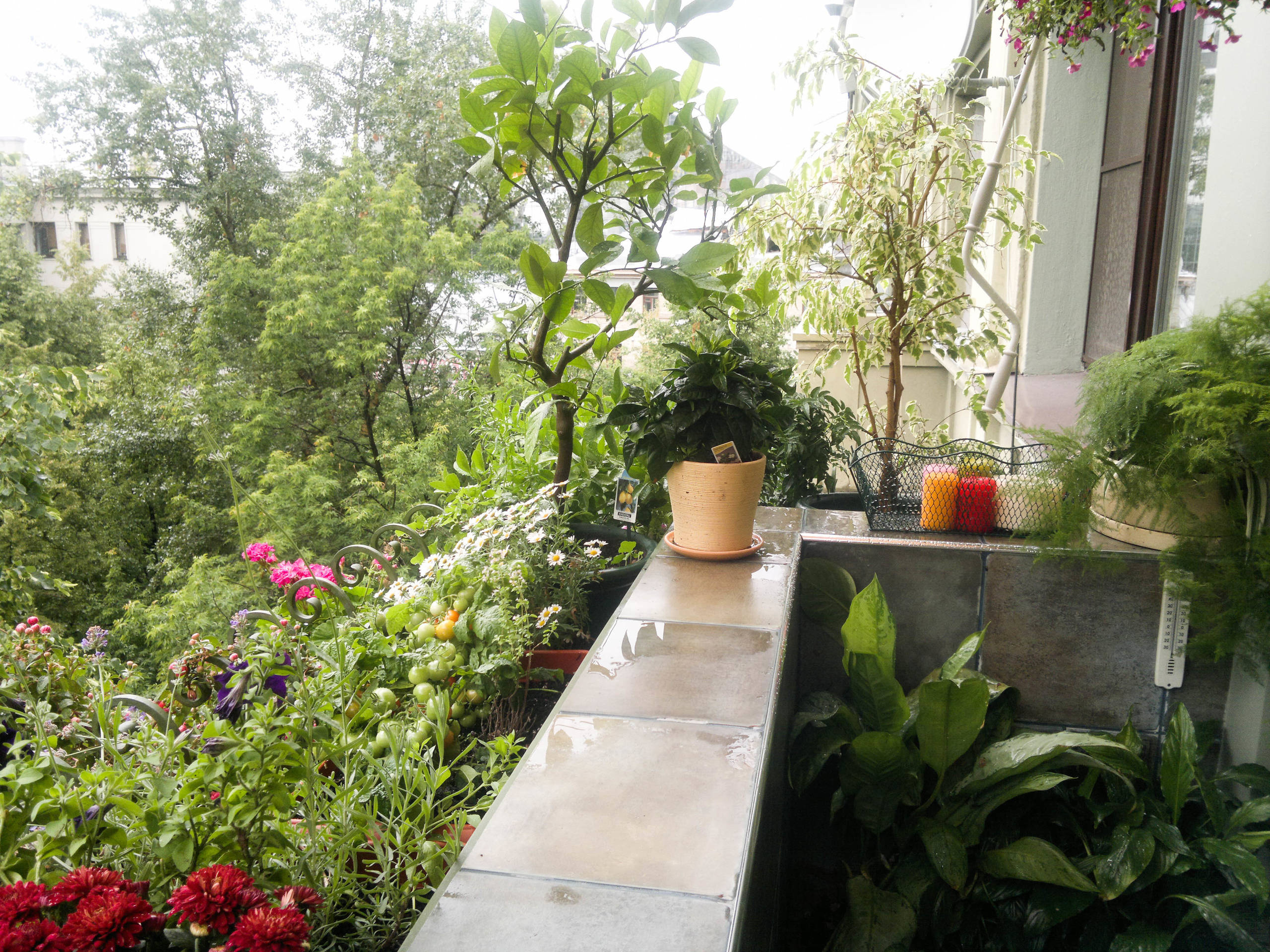 Тайный фэншуй: Какие растения в доме держать не стоит