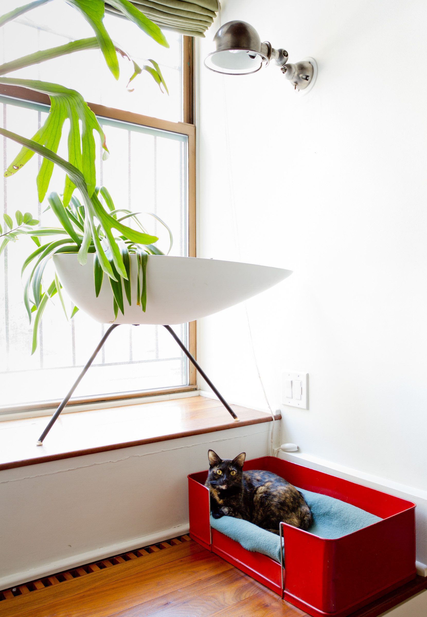 Фотоохота: Домики для кошек своими руками — 40 идей