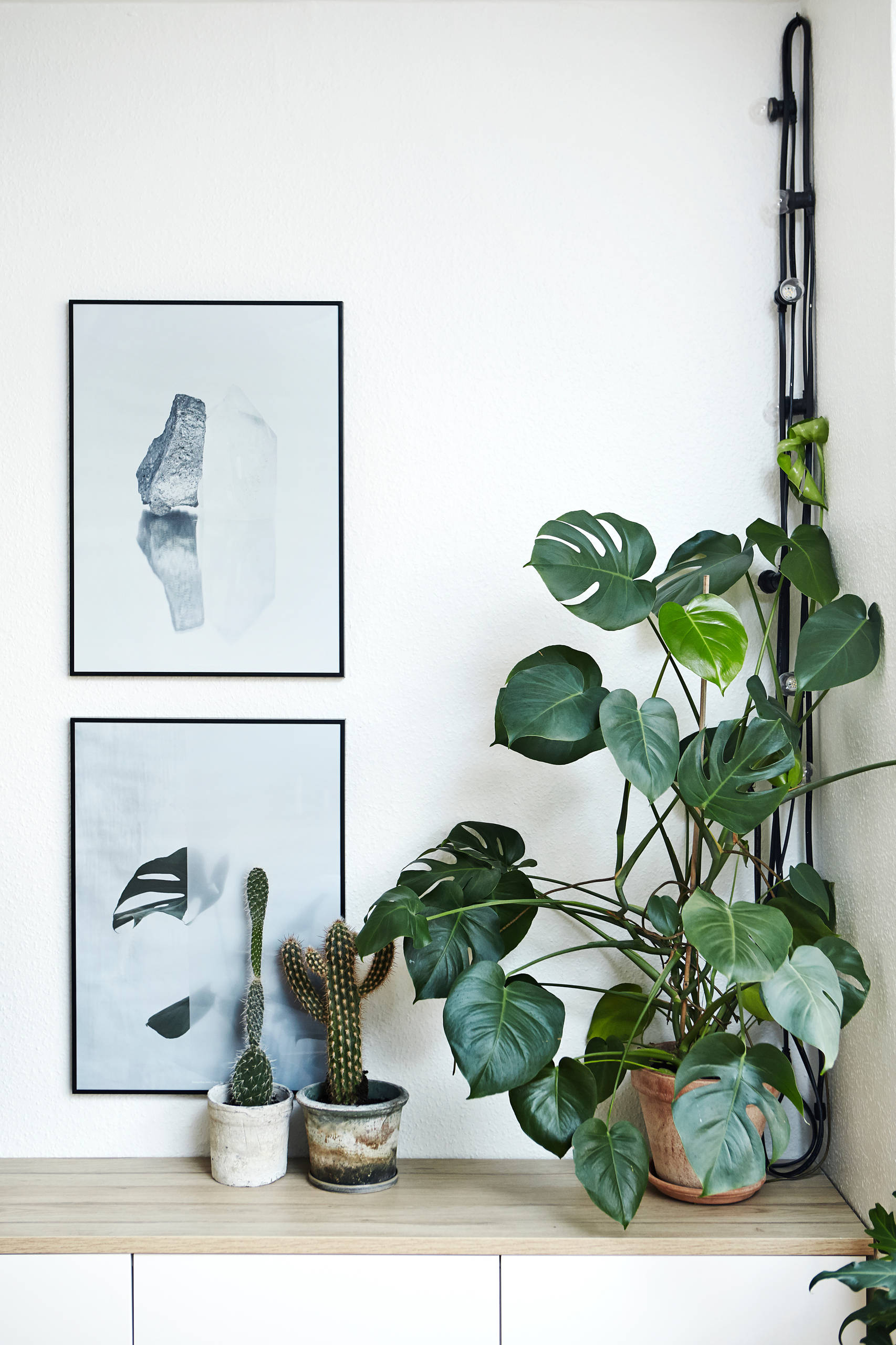 Пересадка комнатных растений: Что я делаю не так