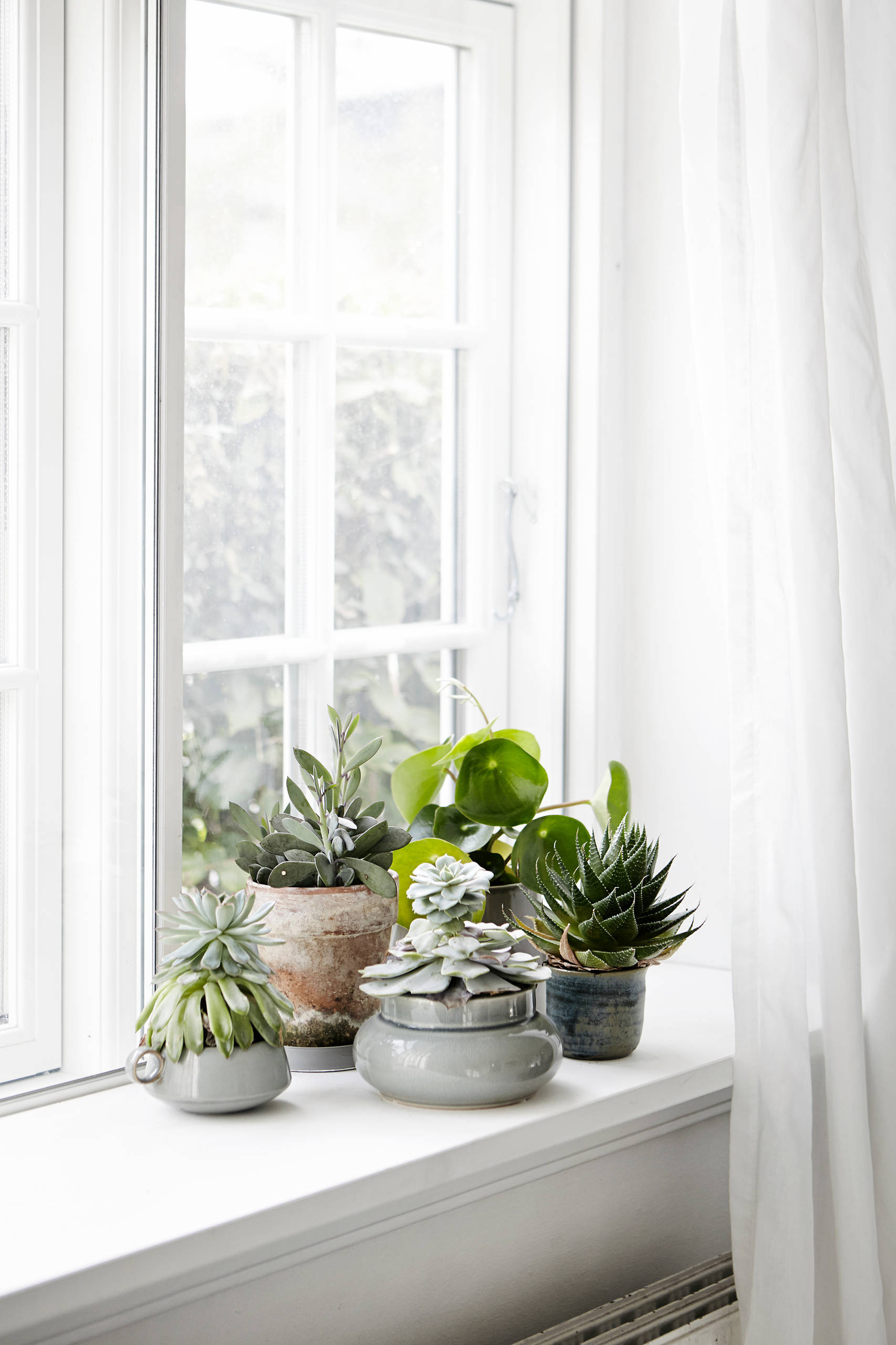 Горшок VS кашпо: Разница не только в дренажном отверстии