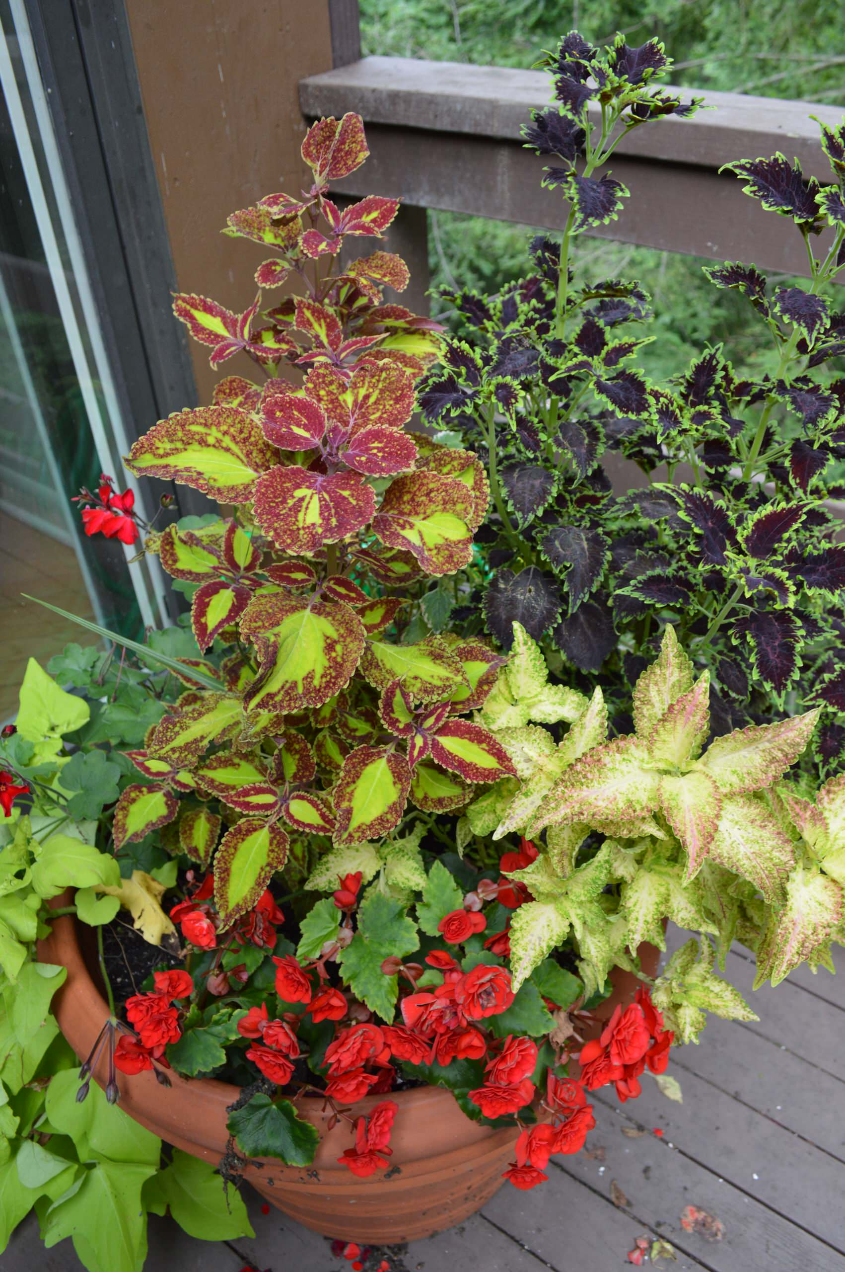 Фотоохота: 50 схем для высадки в летние кашпо